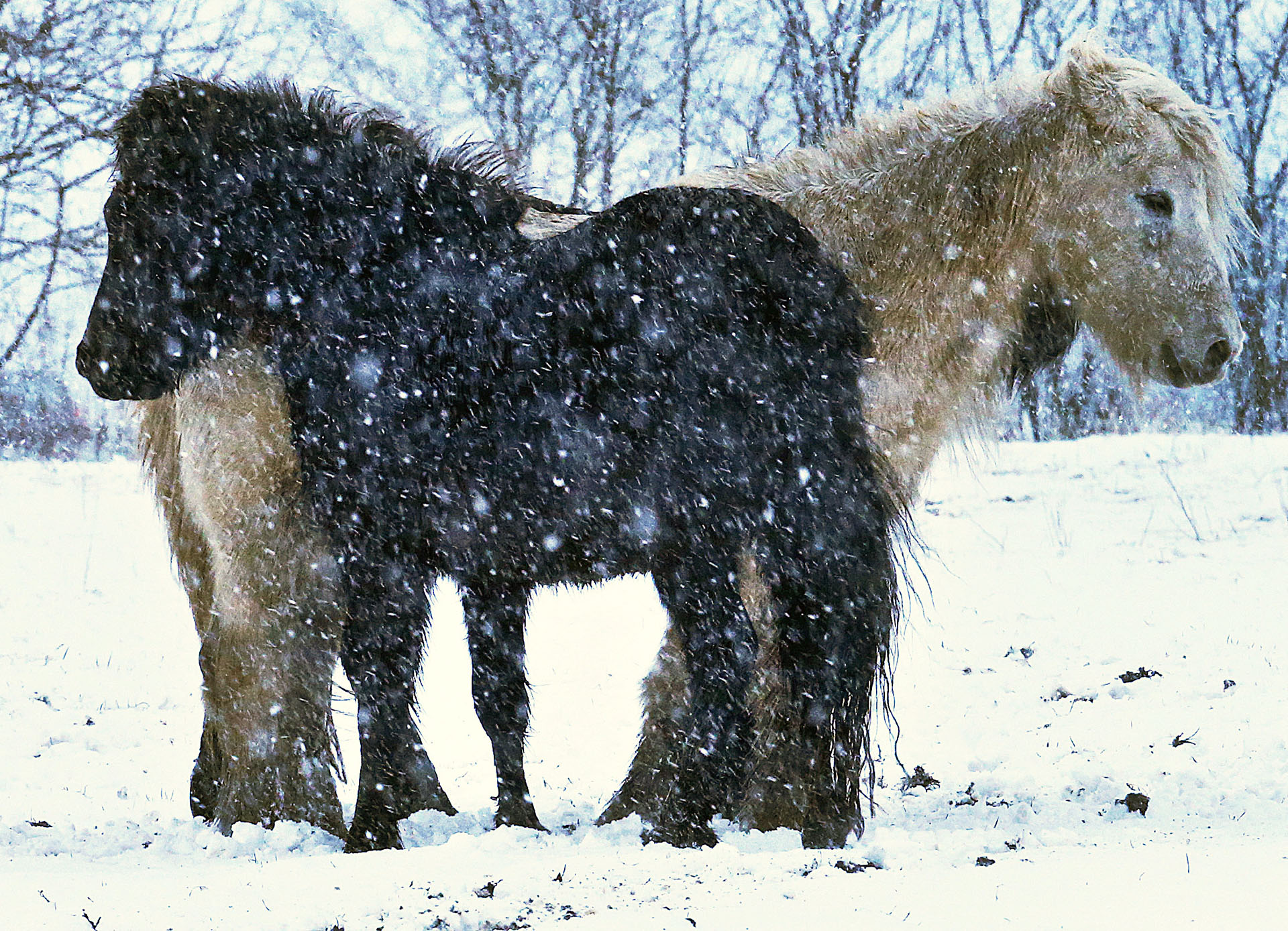 Dos caballos en Frankfurt, Alemania (AP)