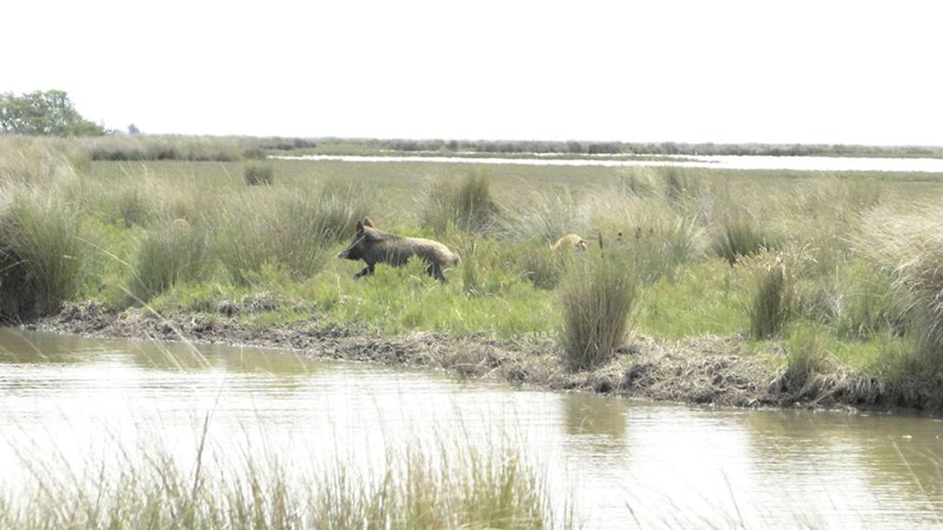 Caza con perros - Anguita y Cecchini (4)