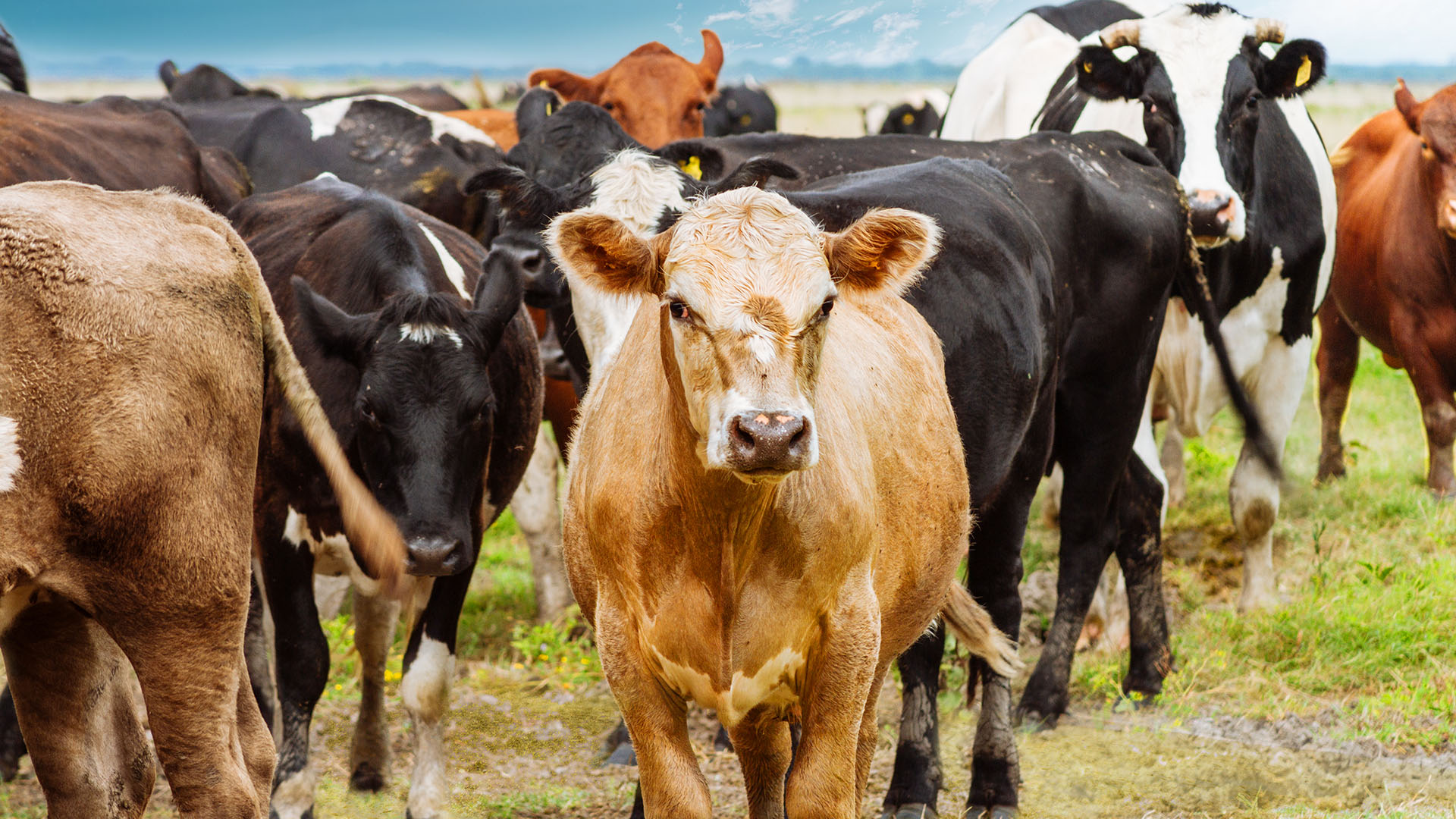 El Servicio Nacional de Sanidad y Calidad Agroalimentaria (SENASA) dispuso nuevos requisitos para el ganado vacuno en pie cuya carne abastece a los frigoríficos que la exporten hacia China