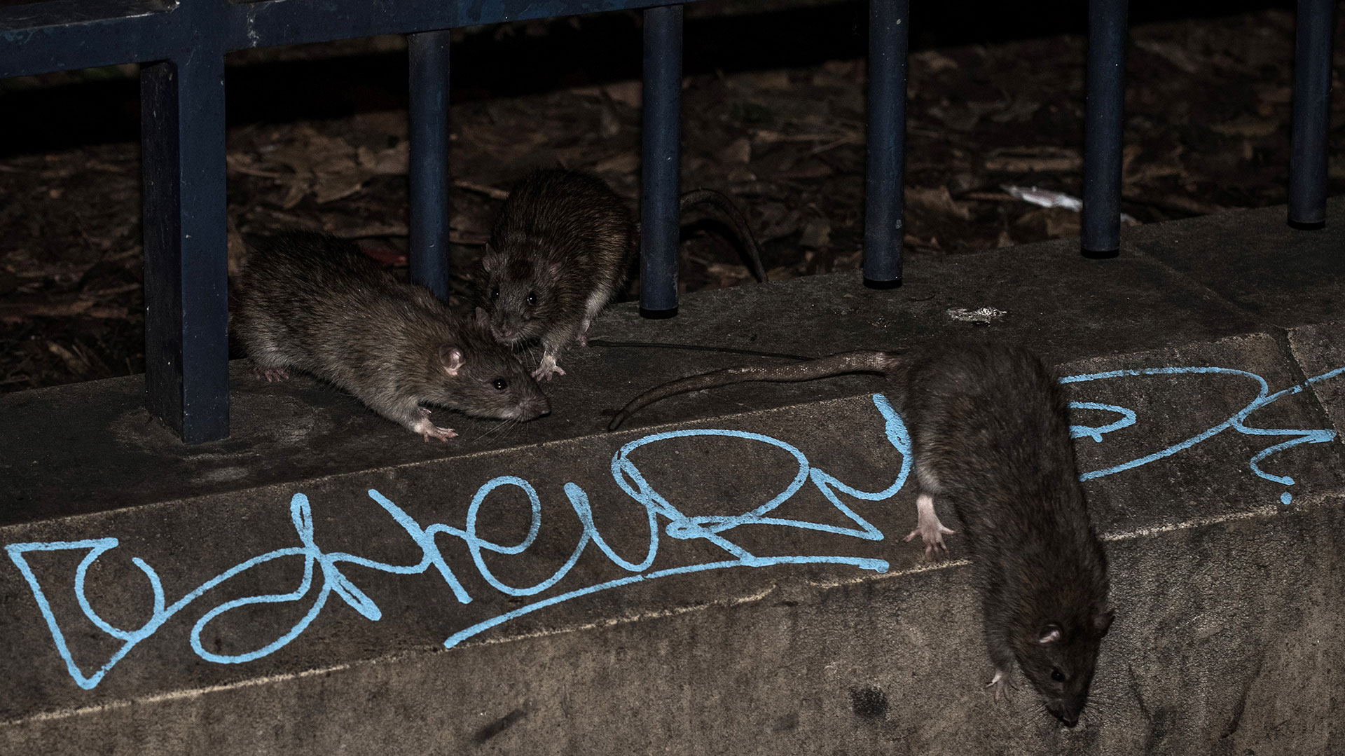 Invasión de ratas en París por la fuerte crecida y desborde del río Sena - Infobae