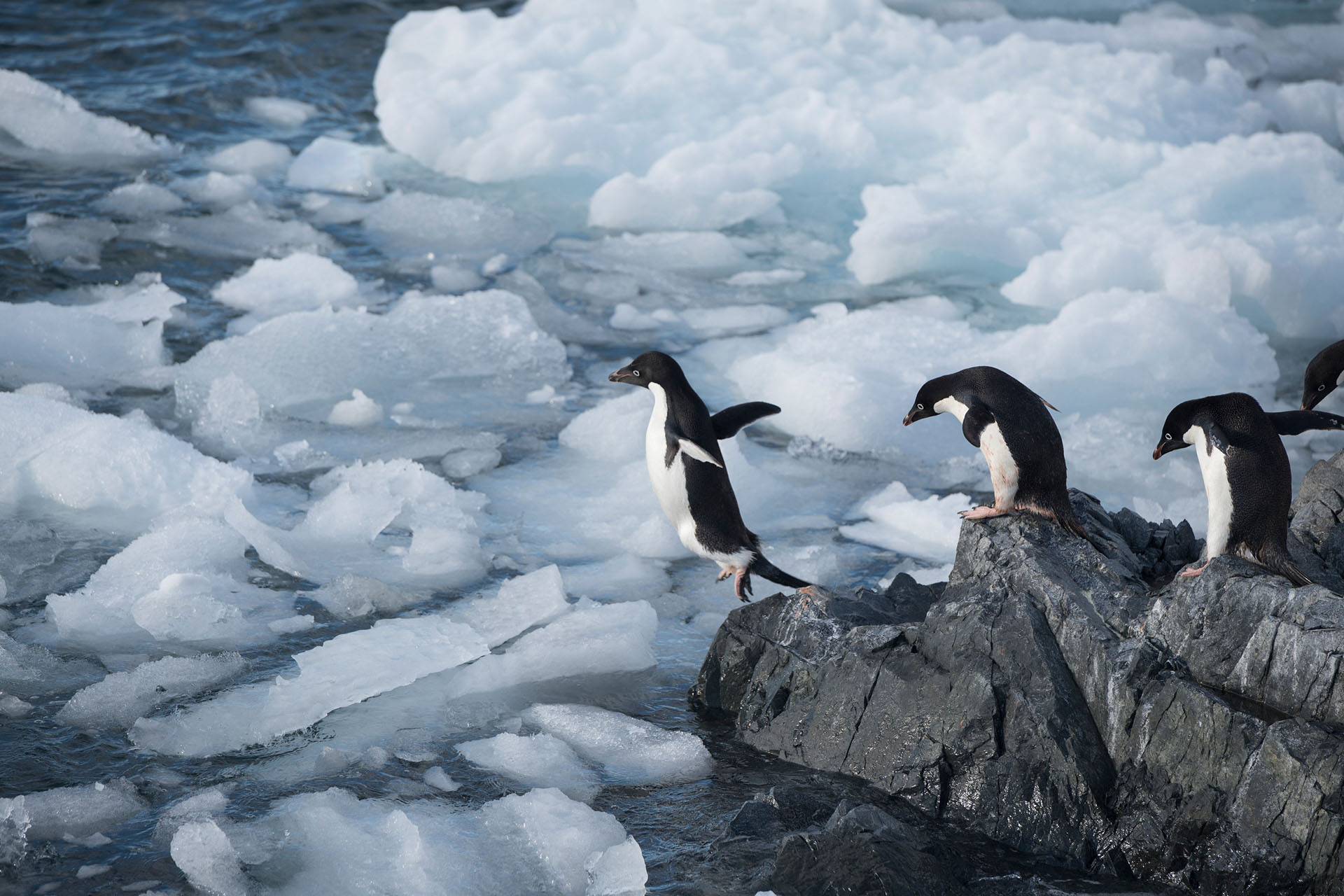 (Christian Åslund/Greenpeace)