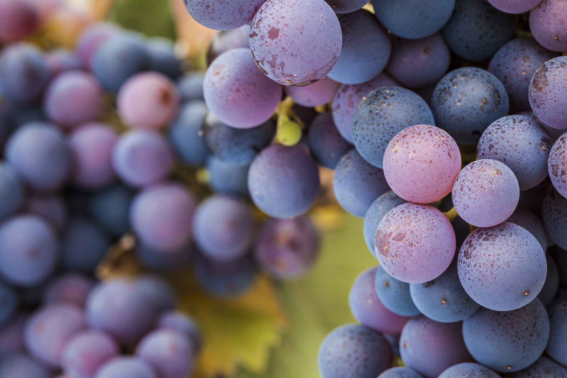 El vino tinto tendría más propiedades de las que se pensaba (Getty Images)