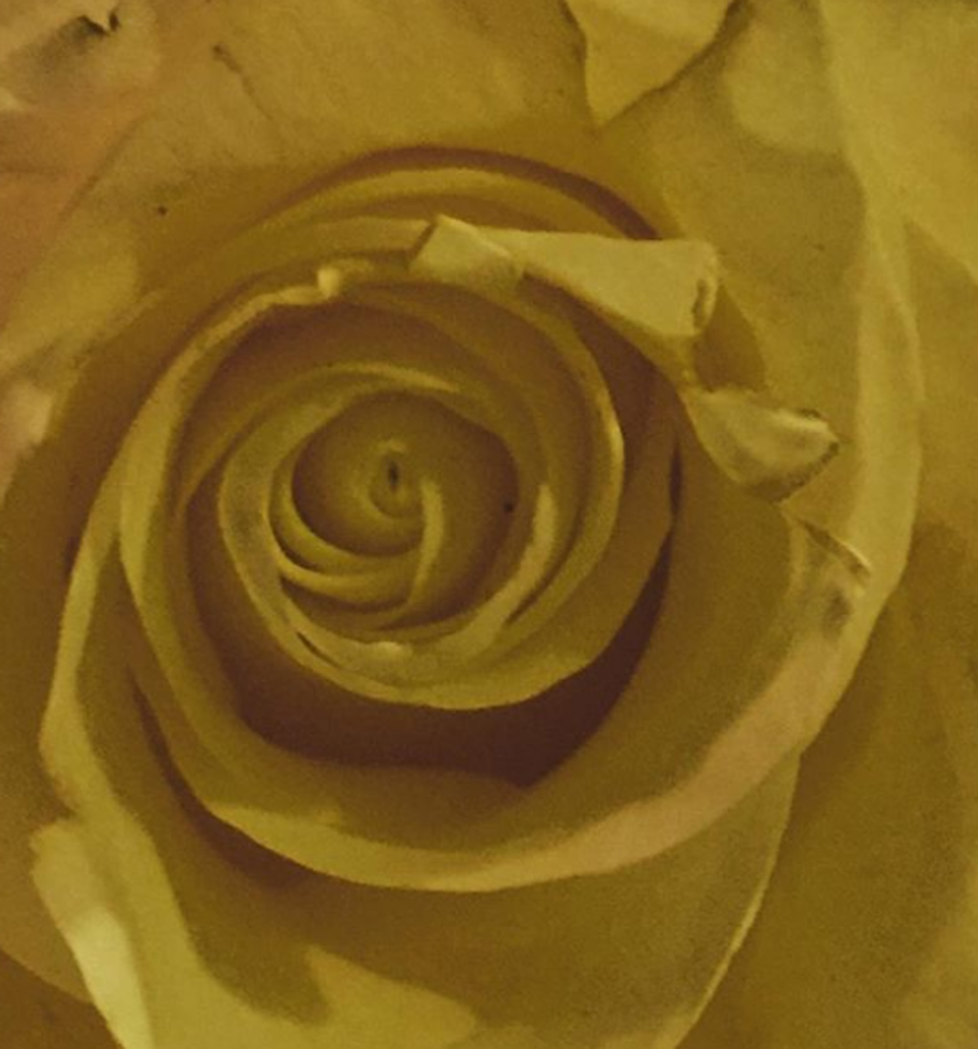 Espiral áurea. La (im)perfección de una rosa dorada