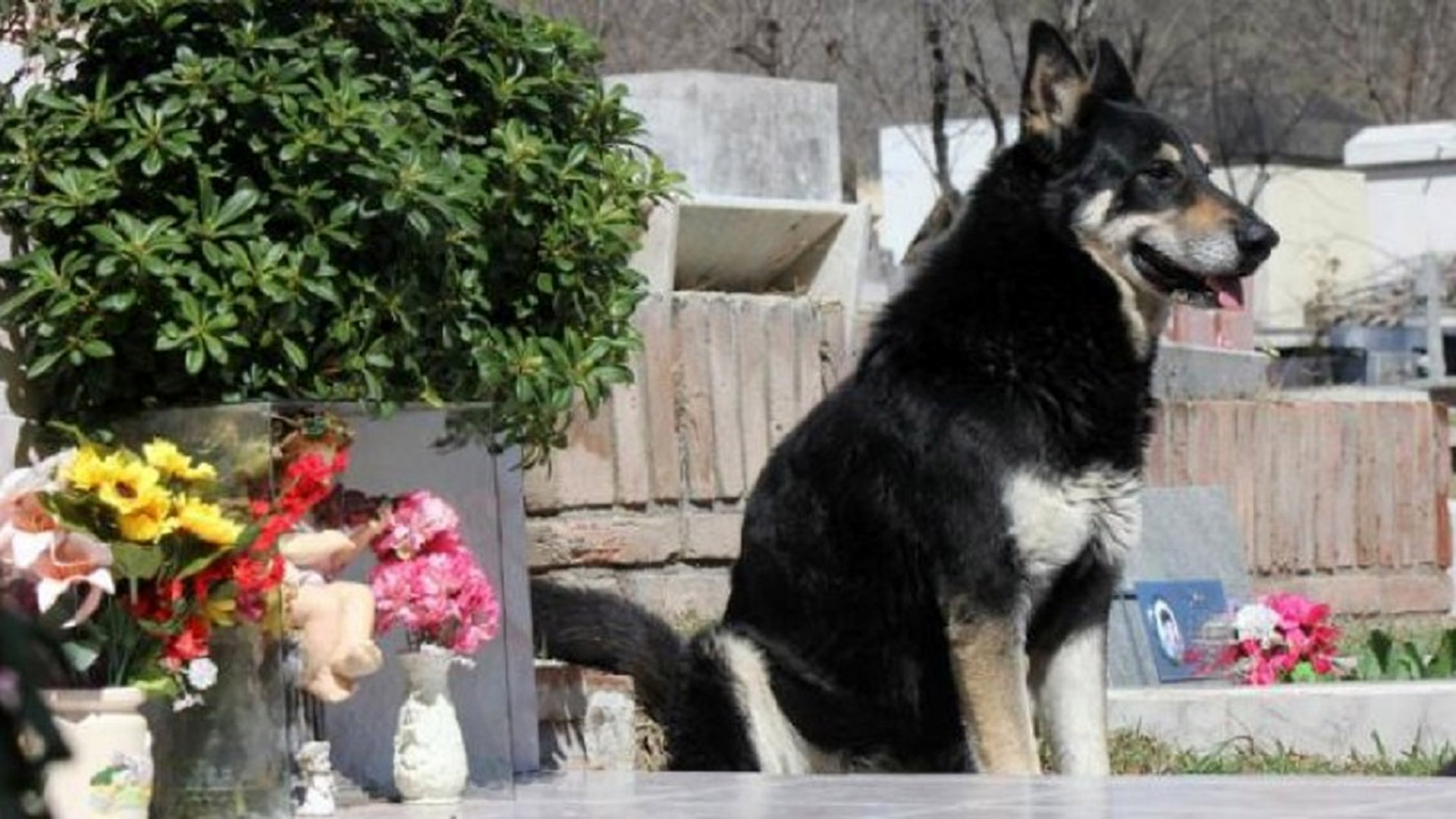 El perro visitó la tumba del dueño durante 10 años