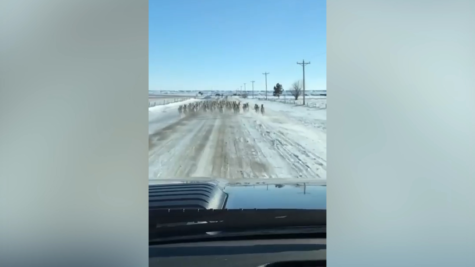Los antílopes corriendo por la carretera