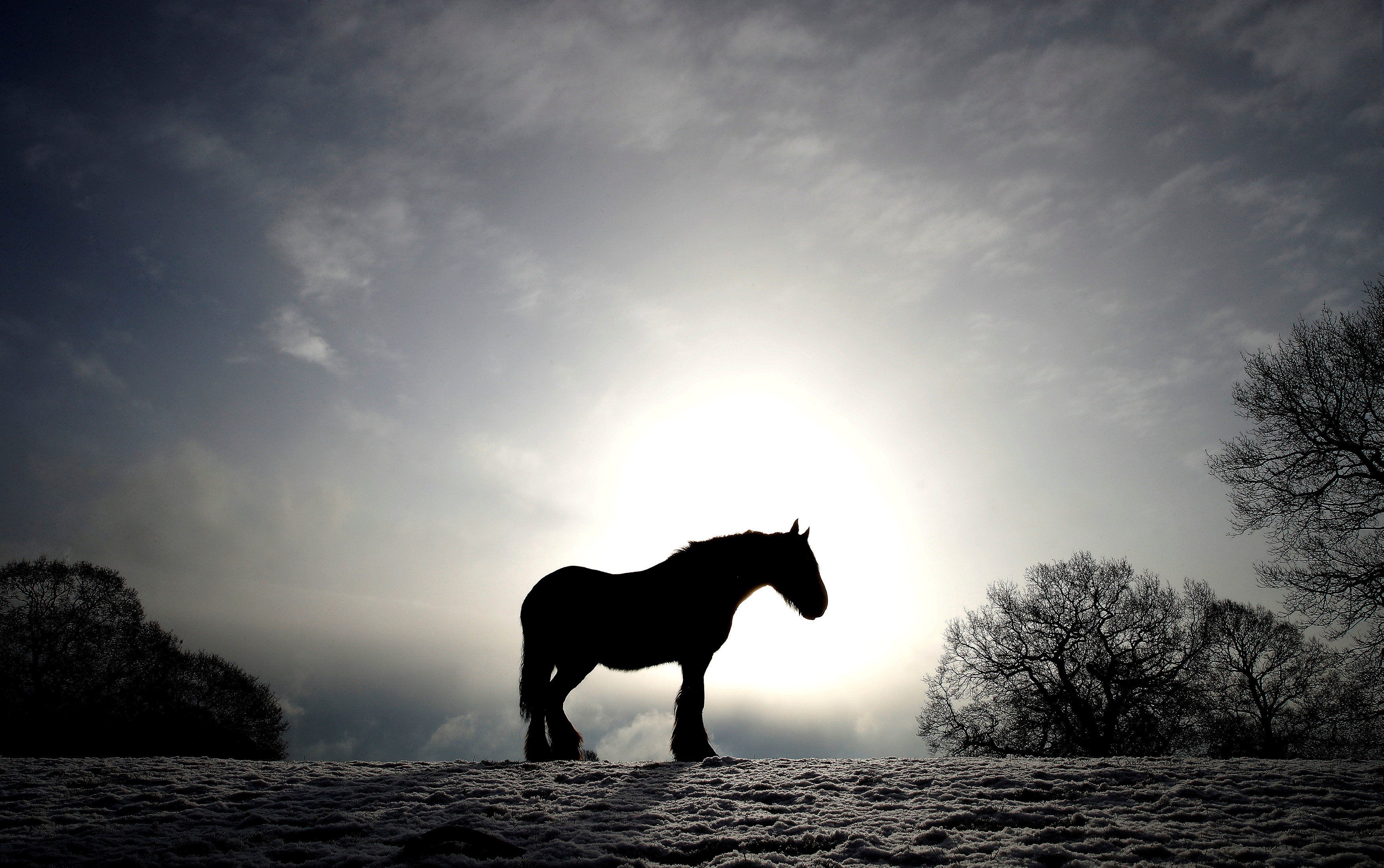 Un caballo en Keele, Newcastle-under-Lyme, Reino Unido (REUTERS/Carl Recine)