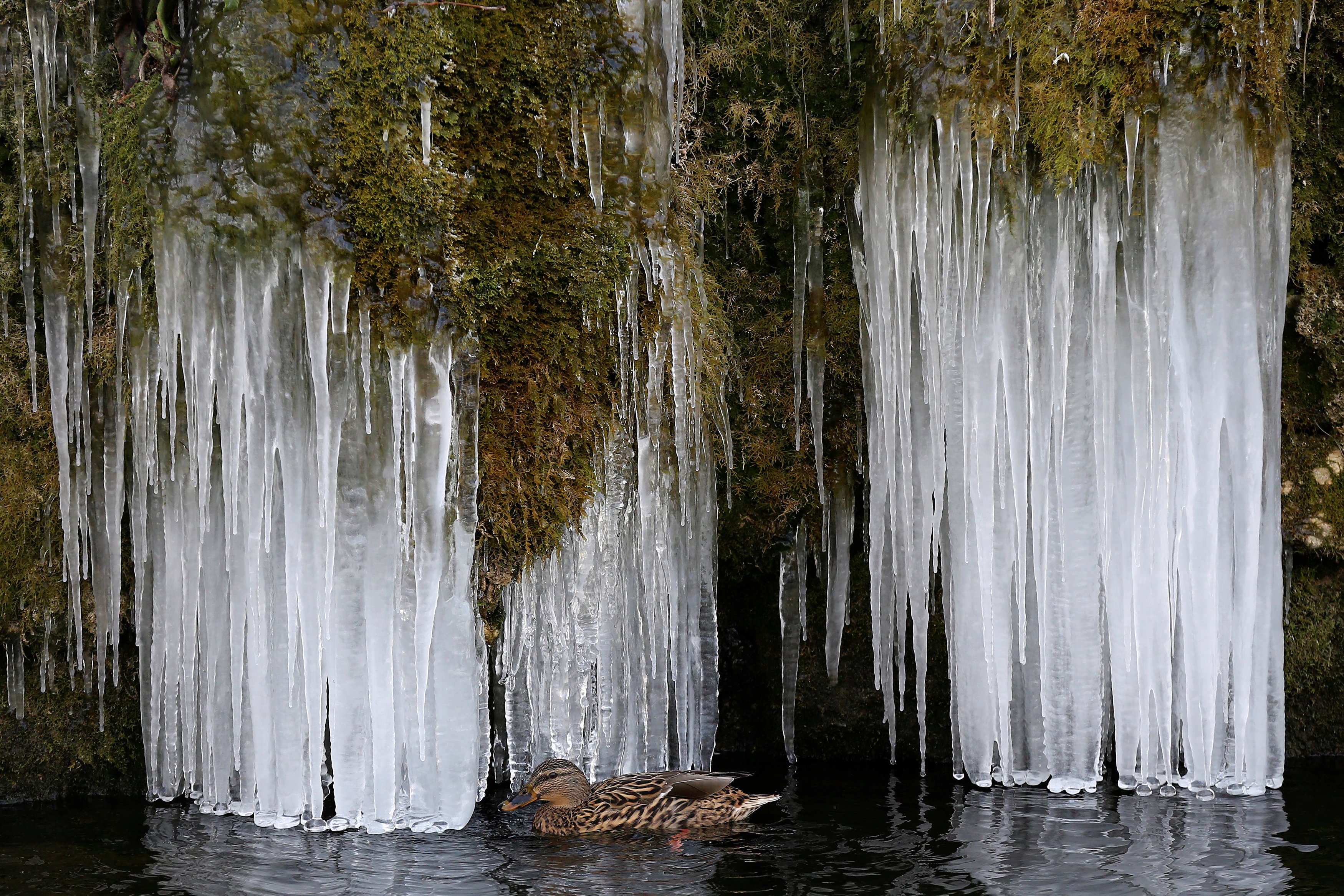 Un pato nada en un estanque helado en Berna, Suiza. (REUTERS/Stefan Wermuth)