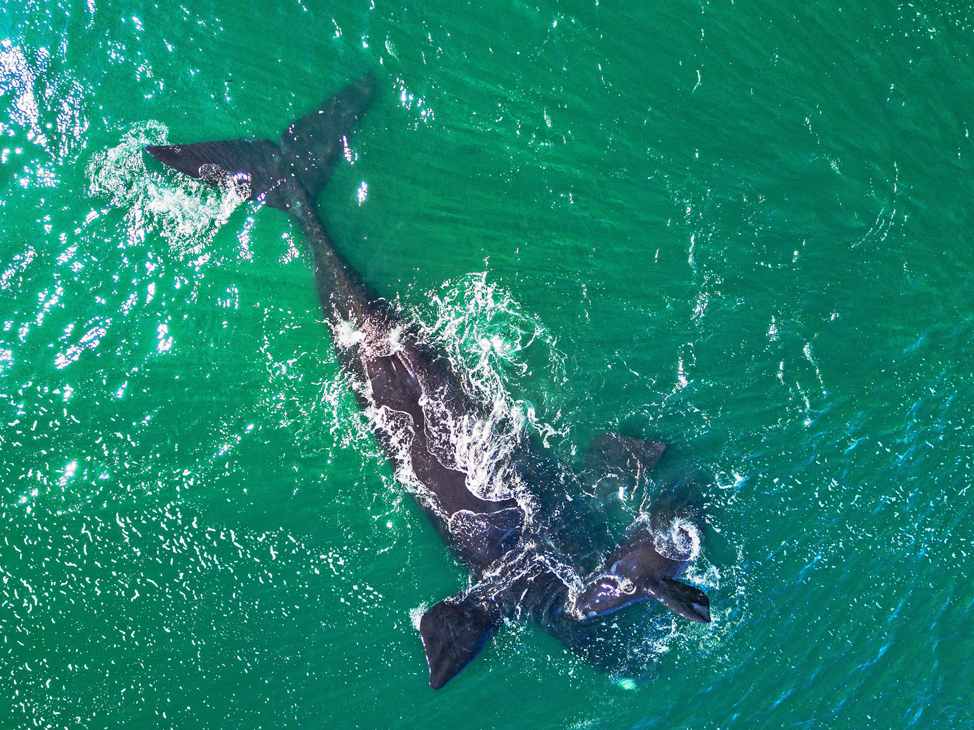 Nombre de la imagen: Ballena y niño – fotógrafo: Morgan Mulholland, Stellenbosch Academy of Design & Photography, South African