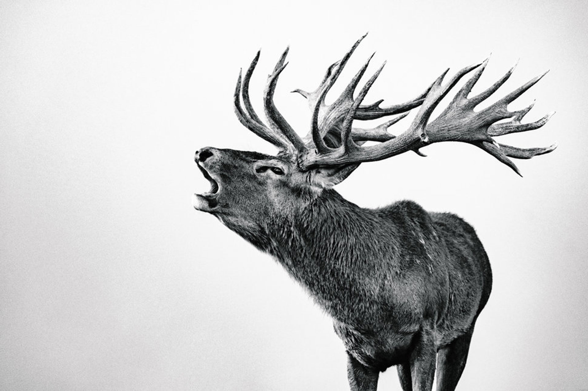 Competencia “Profesional” – Categoría “Naturaleza y Vida Silvestre”: un alce (Gentileza Sony World Photography Awards)