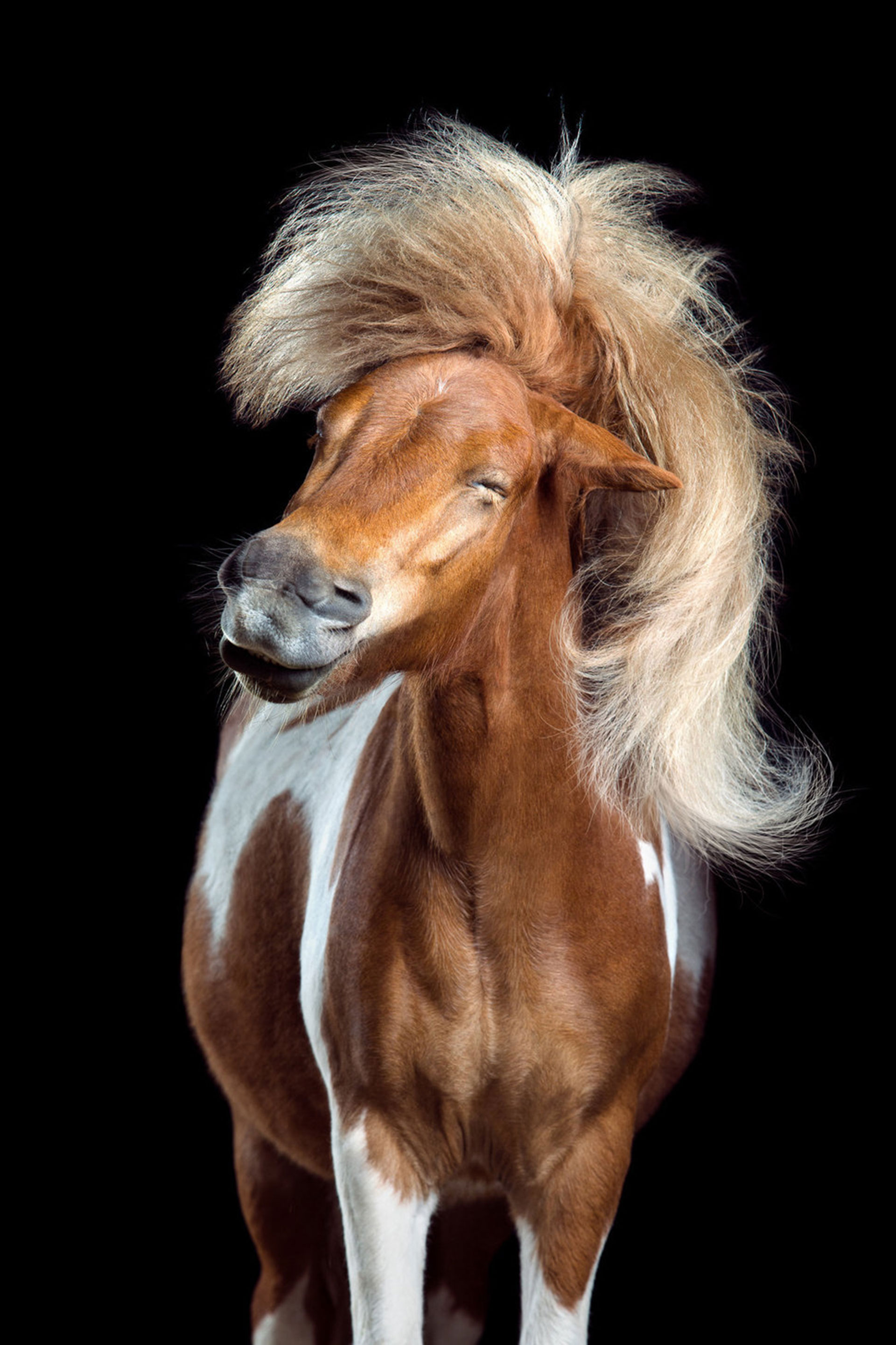 Competencia “Profesional” – Categoría “Naturaleza y Vida Silvestre”: una imagen de la serie “Horsestyle” de Wiebke Haas. (Gentileza Sony World Photography Awards)