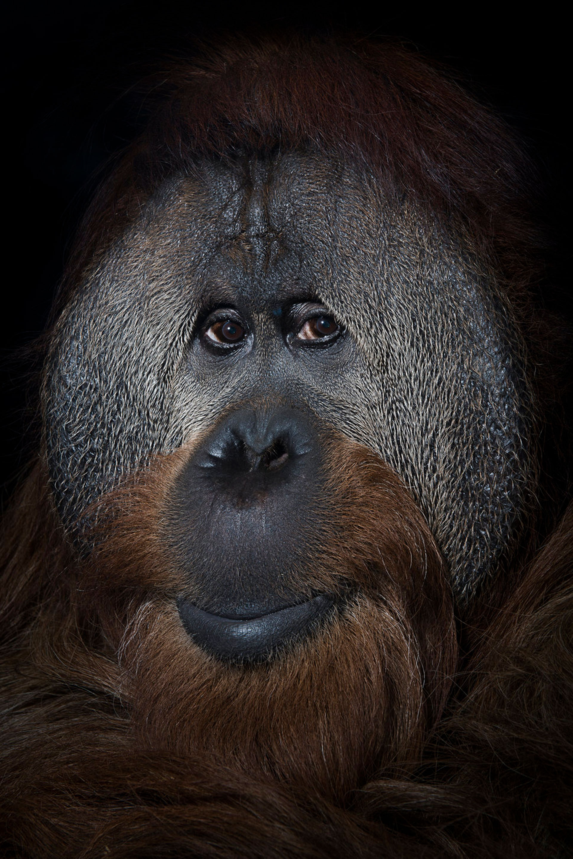 Competencia “Profesional” – Categoría “Naturaleza y Vida Silvestre”: Un orangután de 40 años llamado Azy en el Simon Skjodt International Orangutan Center en Indianápolis, Indiana. (Gentileza Sony World Photography Awards)