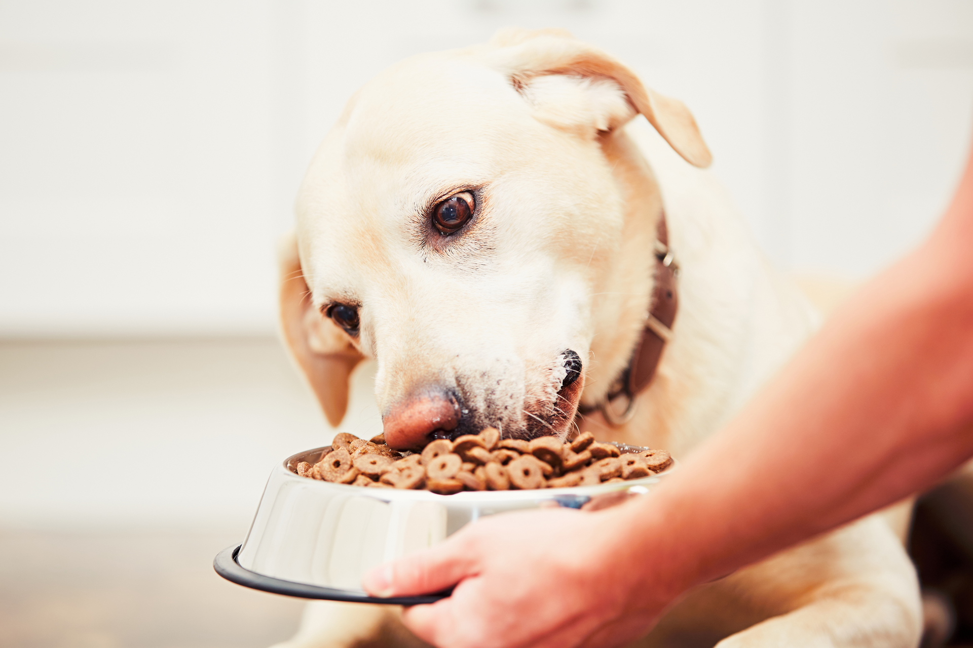 Las golosinas para perros deben constituir del 5% al 10% o menos de la dieta diaria de un perro, la cantidad variará en función de su peso y nivel de actividad (Getty Images)
