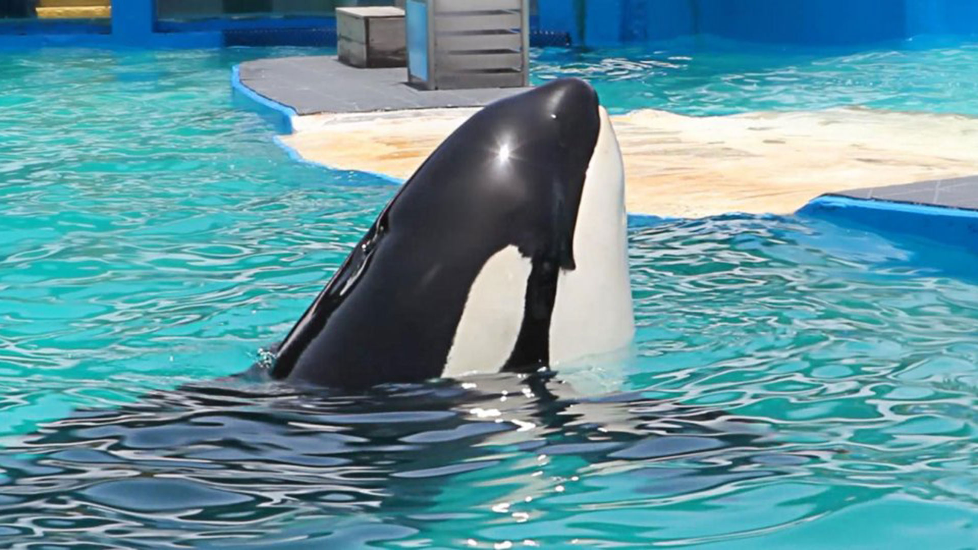 Según el grupo ambientalista People for Ethical Treatment of Animals (PETA), la orca lleva una vida solitaria desde hace tres décadas, después de que su compañero Hugo se matara a golpes de cabeza contra el reducido estanque que compartían