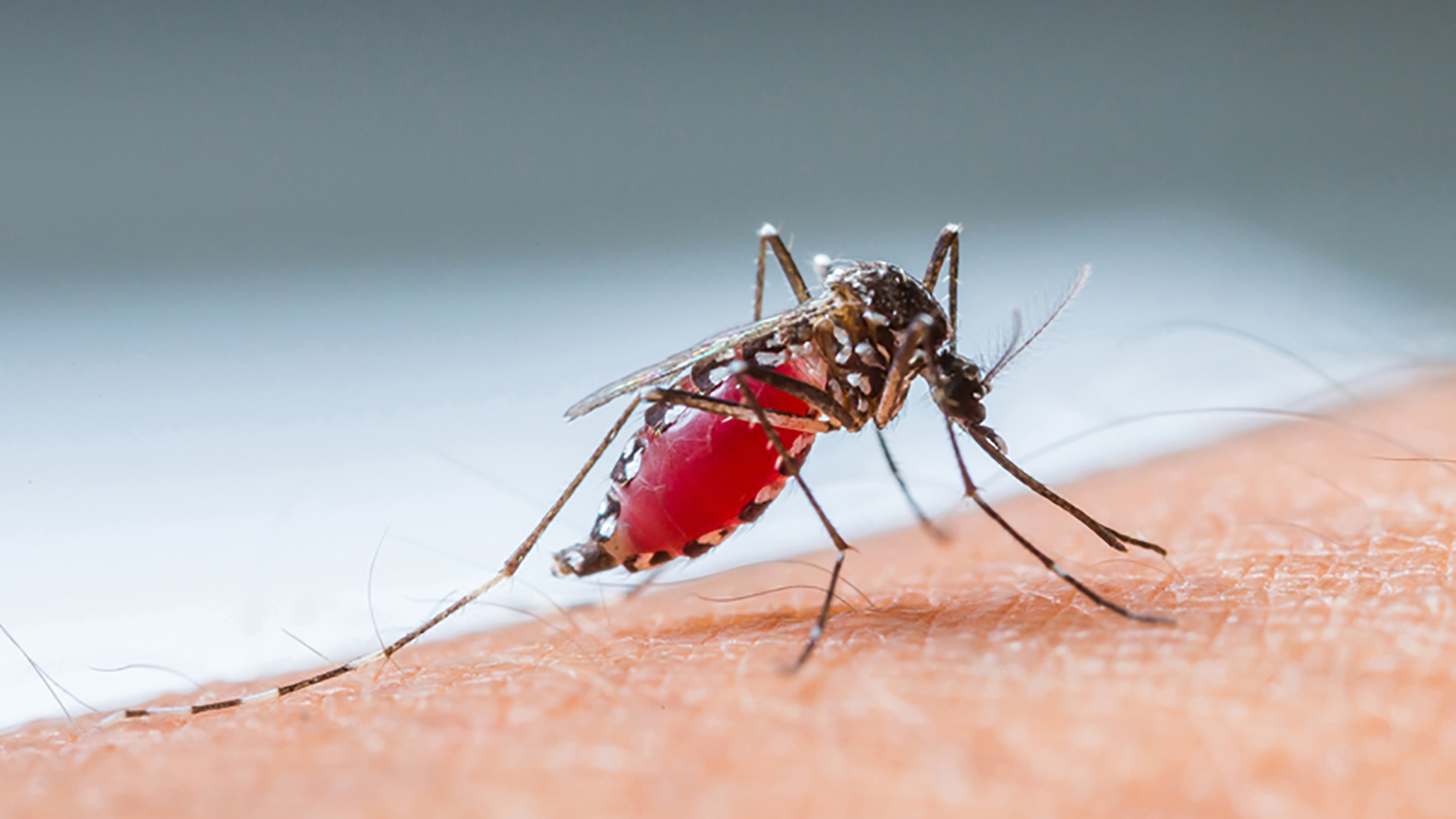 La fiebre amarilla es una enfermedad viral aguda, hemorrágica, transmitida por mosquitos infectados