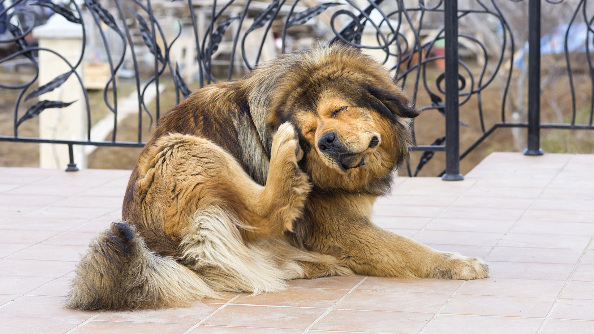 Las mascotas que tengan un componente genético estarán predispuestas a tener algún tipo de alergias (Getty Images)