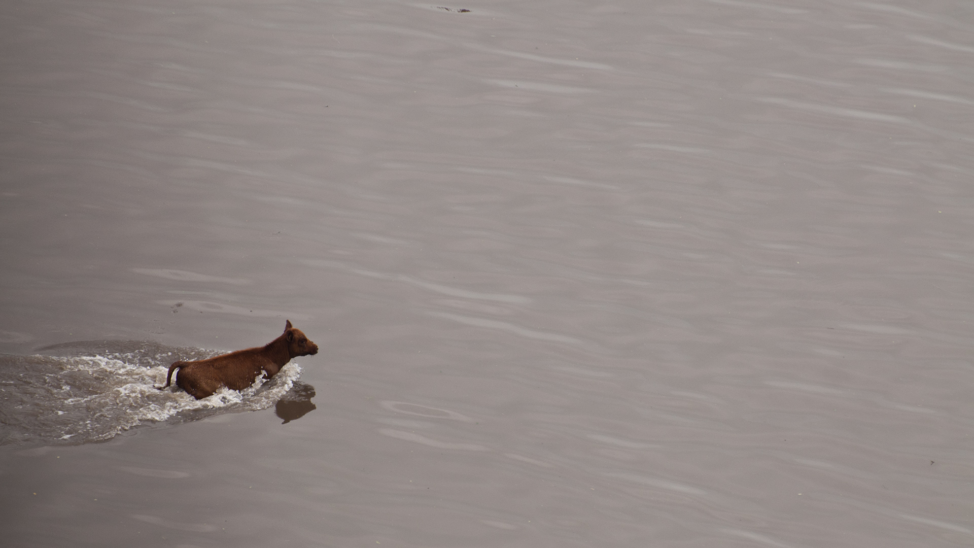Además de las pérdidas humanas, las calles estaban regadas de cadáveres de animales domésticos