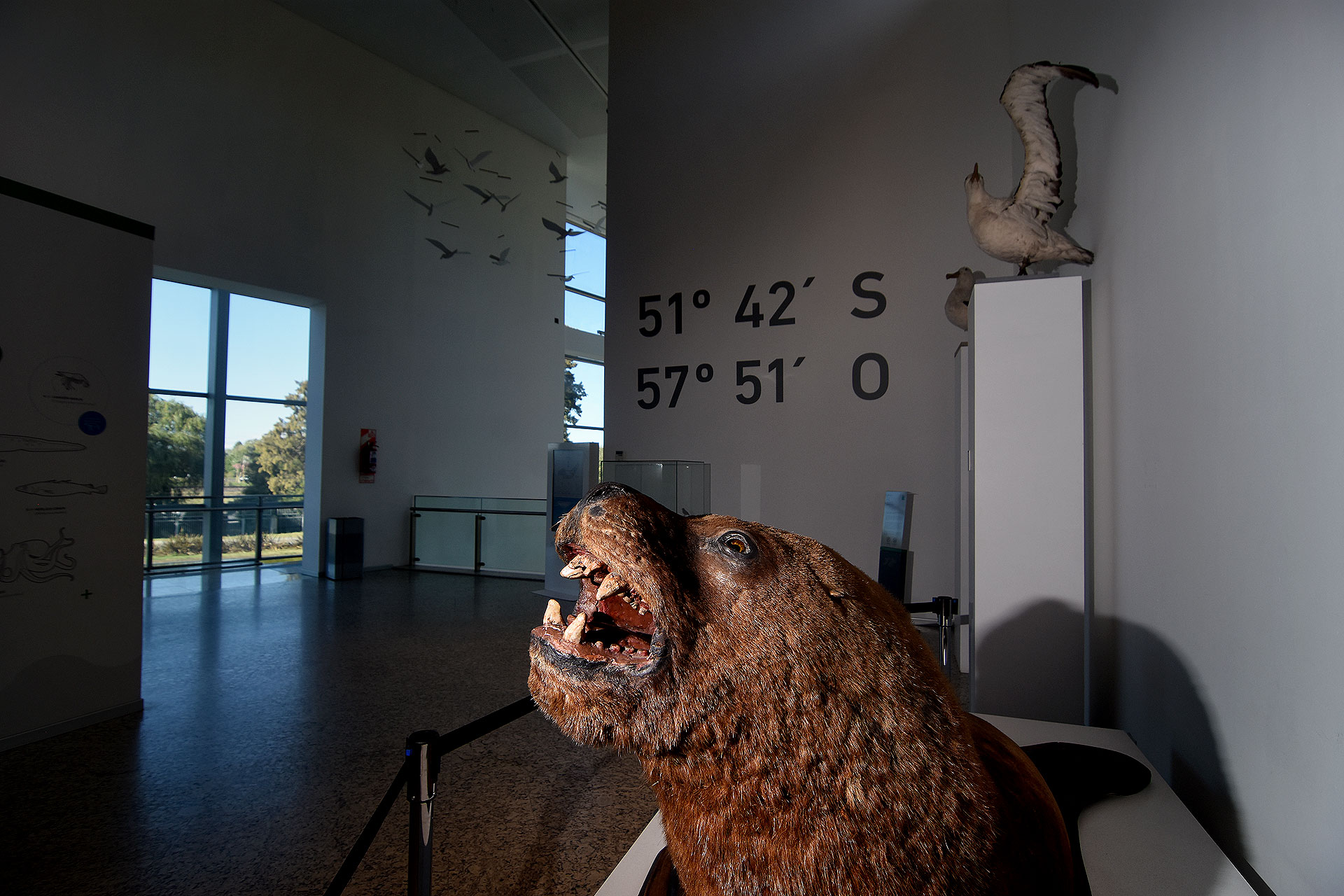 Animales taxidermizados como una de las formas de conocer las riquezas del Sur Argentino