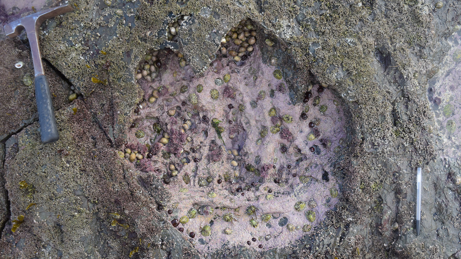 Las marcas fueron dejadas allí hace unos 170 millones de años, según el cálculo de los especialistas (Edinburgh University/Reuters)