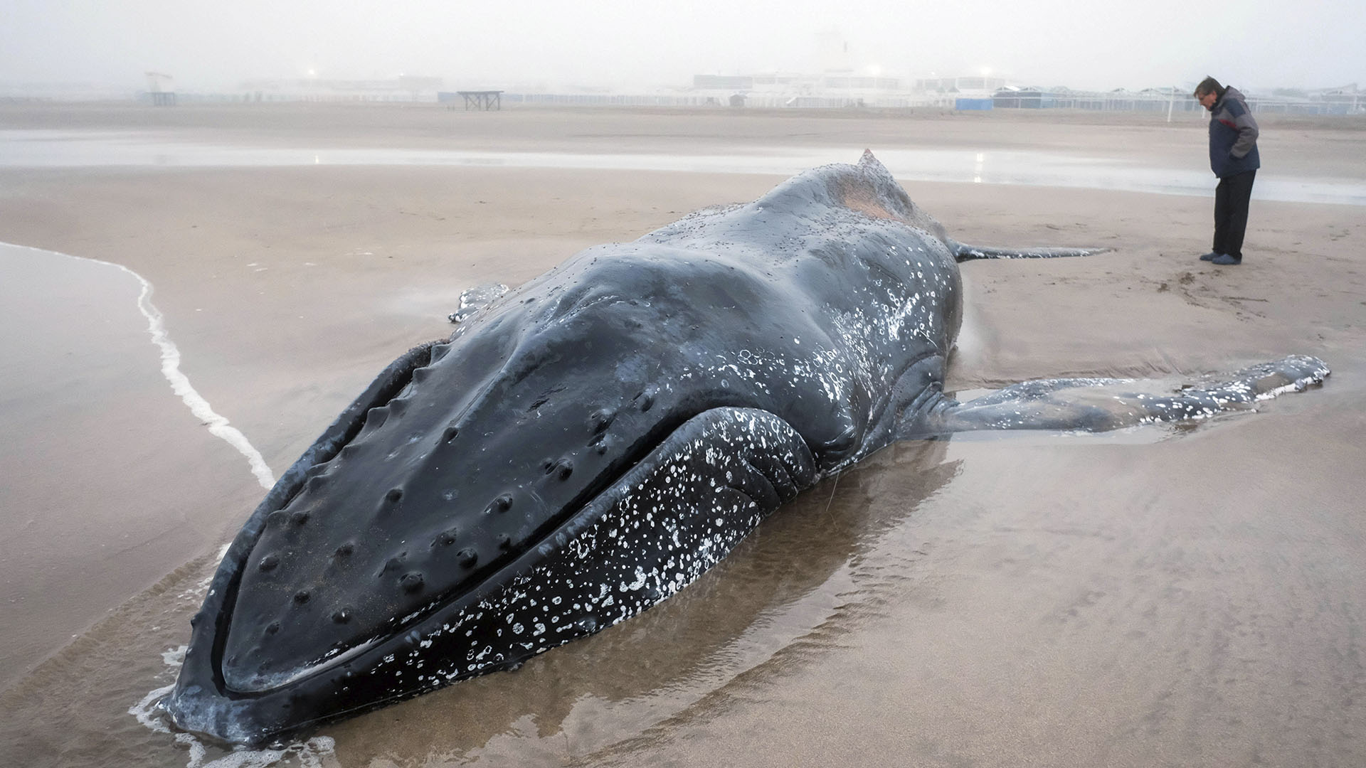 Ballenas en Mar del Plata