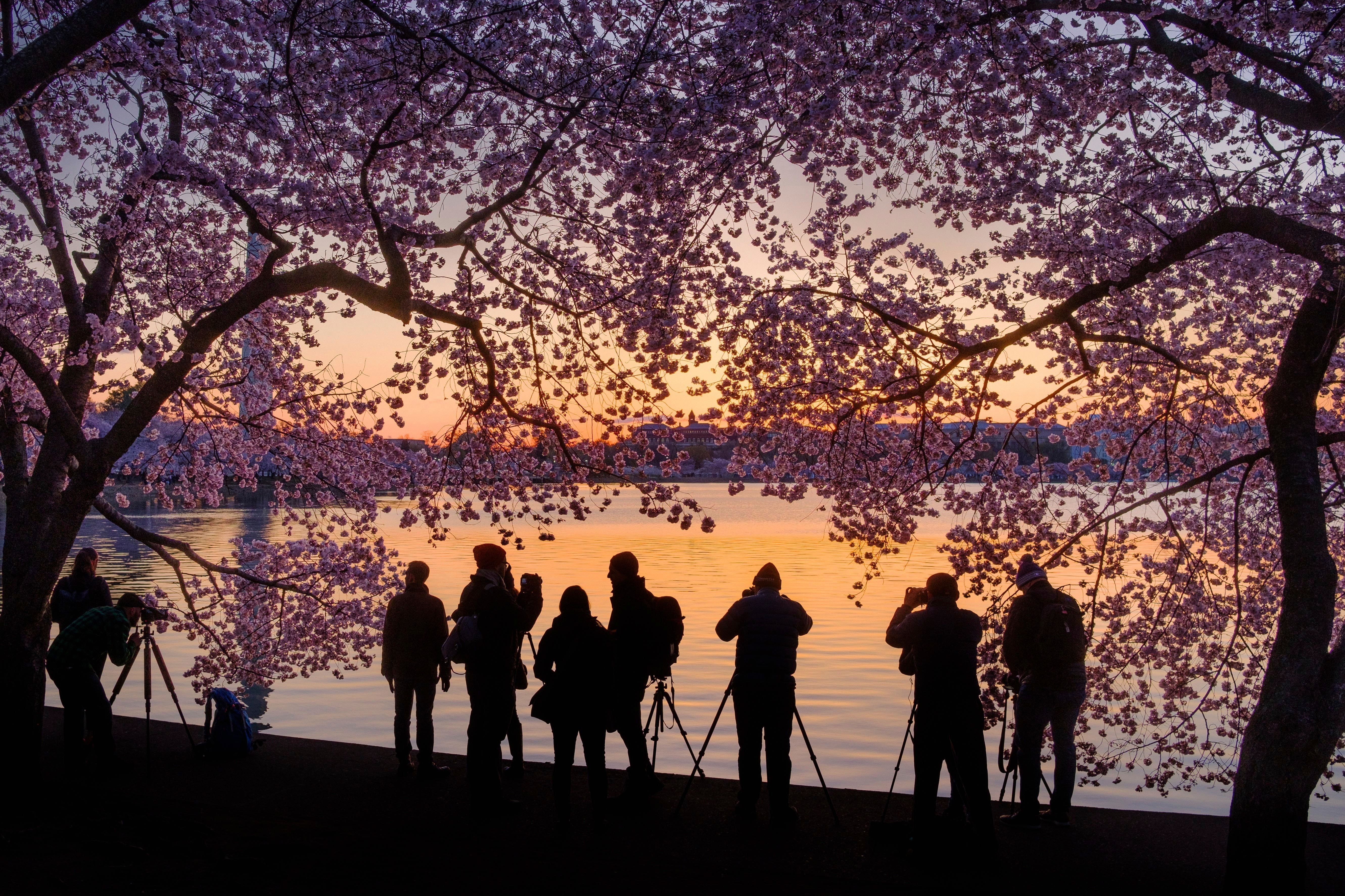 Fotógrafos en el lago Tidal Basin en Washington (AP/J. David Ake)