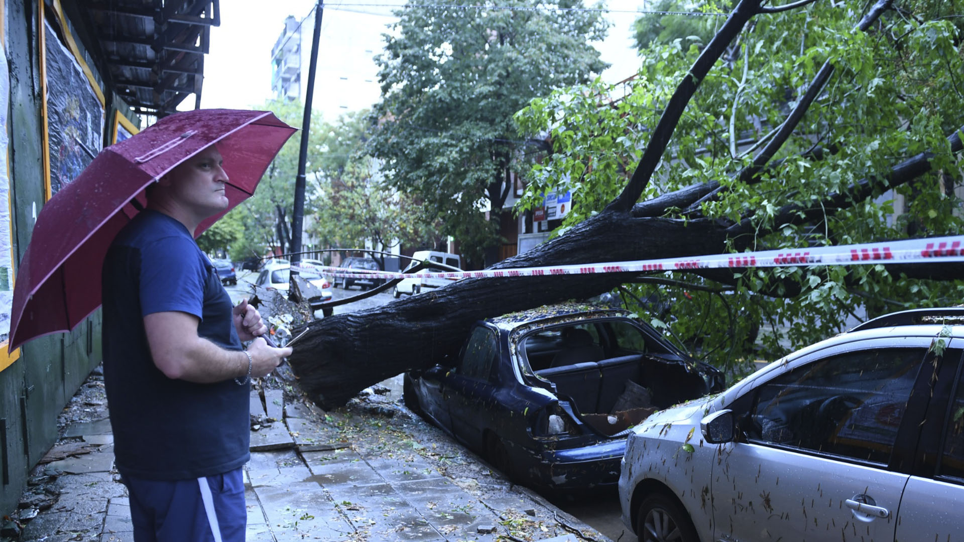 Uno de los tantos árboles que se también se cayeron e impactaron contra autos estacionados