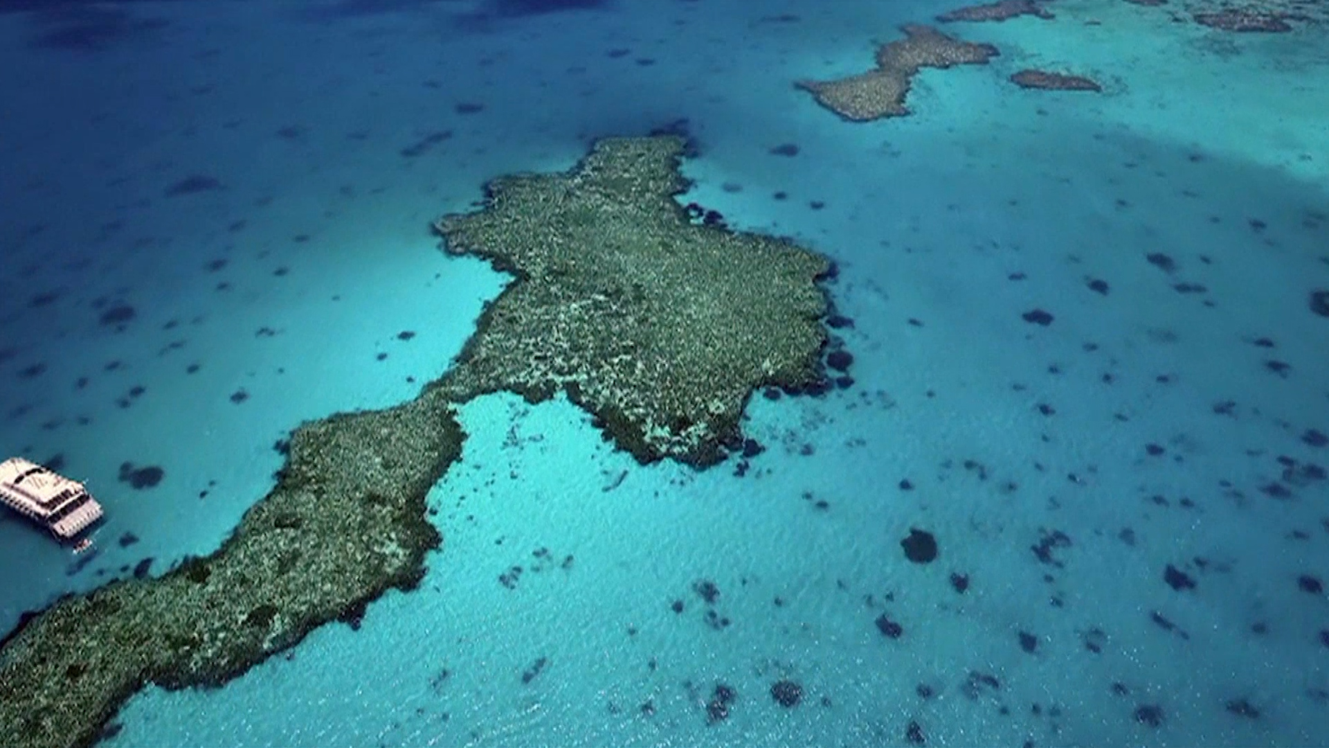 Mientras que algunos corales pueden recuperarse de un episodio de blanqueo en cuestión de meses, otros más dañados pueden tardar hasta una década en volver a la normalidad