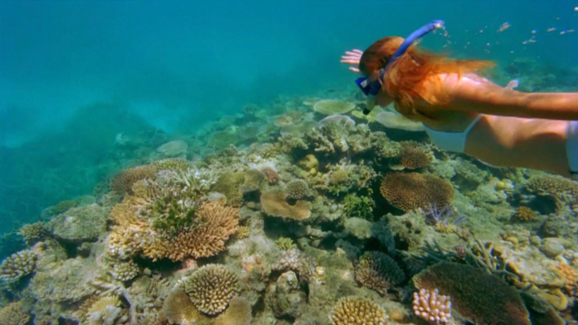 Las empresas turísticas en Australia están luchando para que los turistas sigan buceando en la Gran Barrera de Coral, a pesar de las advertencias de los científicos