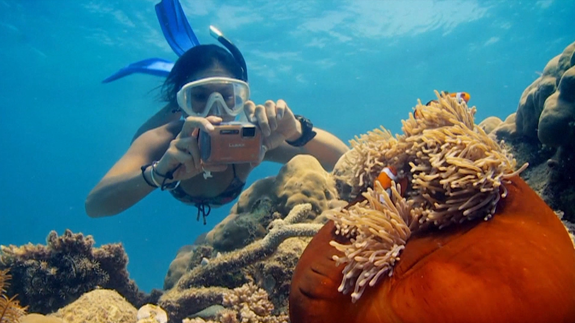 Cada año, más de dos millones de turistas armados de máscaras de esnórquel y aletas de buceo se dirigen a la Gran Barrera de Coral