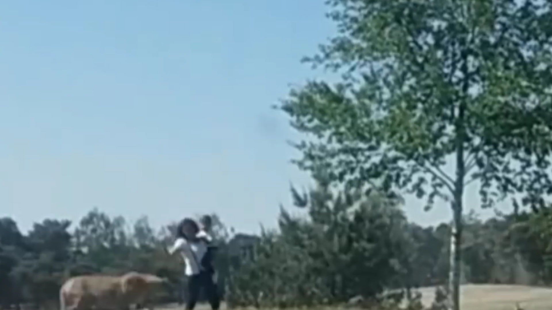 La mujer trató de espantar a los chitas
