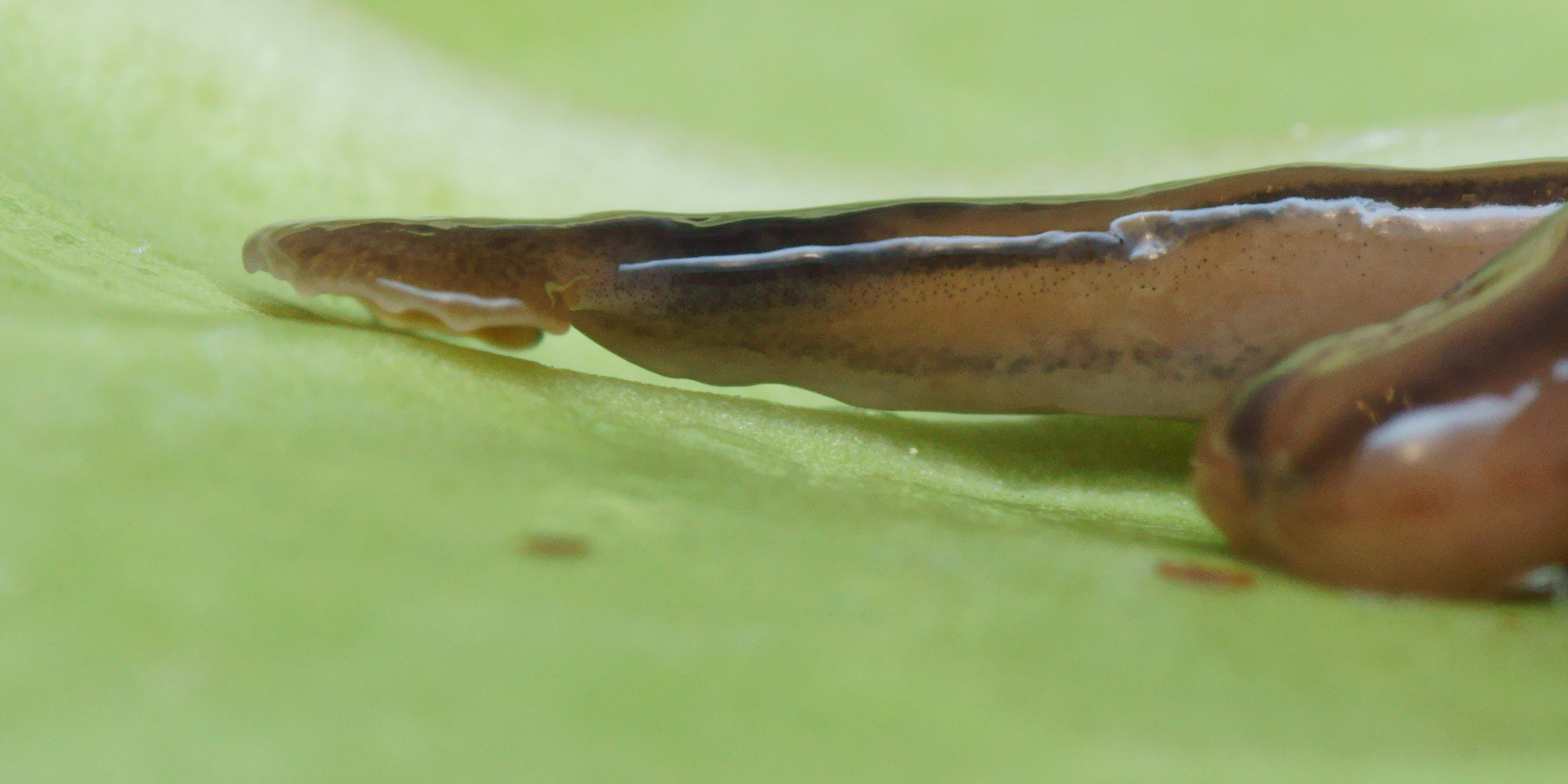 Diversibipalium multilineatum Pierre Gros CCBY 4 punto 0