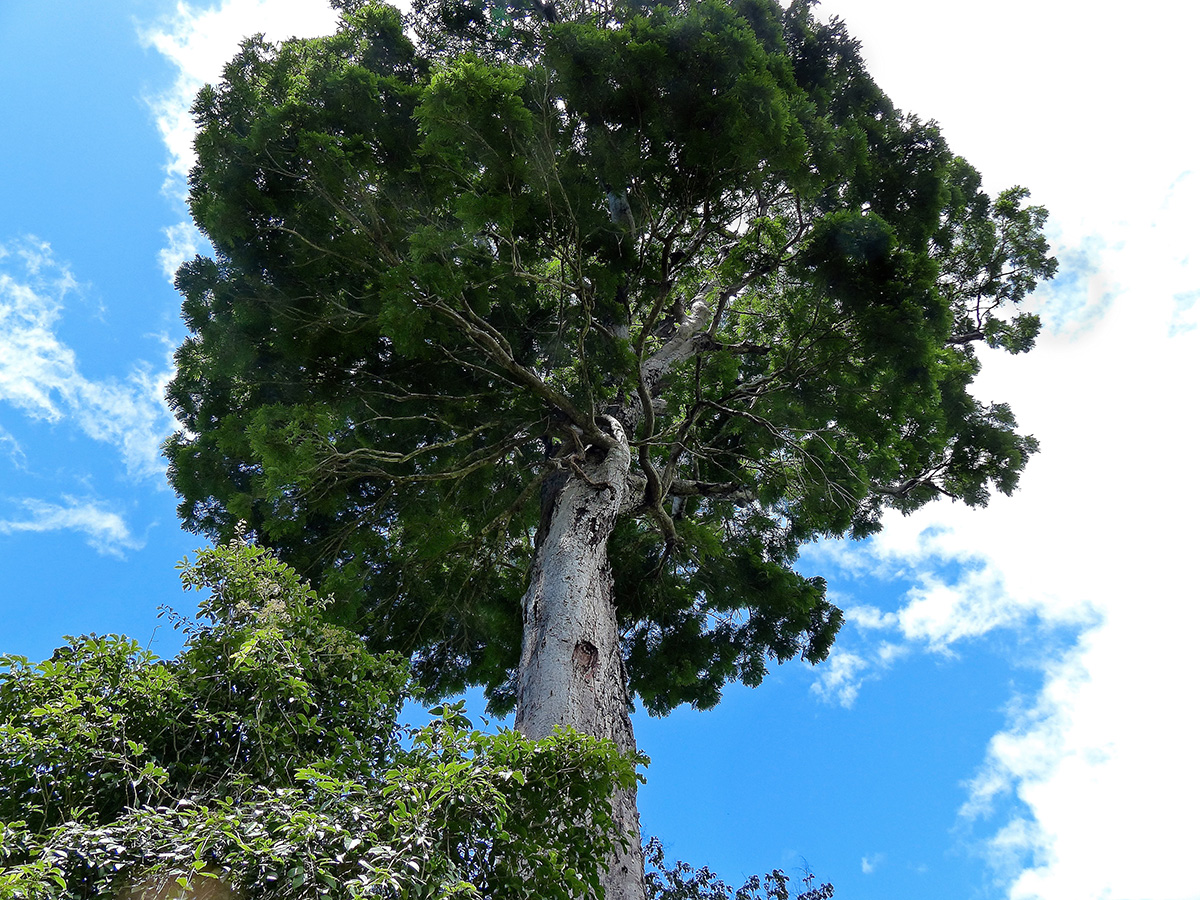 Dinizia jueirana-facao, un árbol majestuoso encontrado en Brasil, puede alcanzar los 40 metros de altura y un peso de 56 toneladas