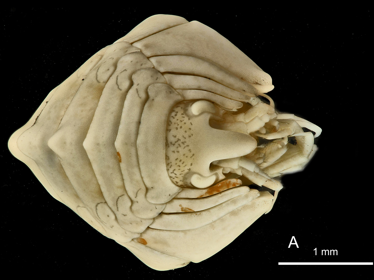 Esta especie es abundante en las aguas glaciales que circulan al sur del Frente Polar, que separa las masas de aire Tropical y Polar, y, según las fotografías reveladas por los científicos, la forma de cresta de su espalda recuerda a la de los dragones mitológicos