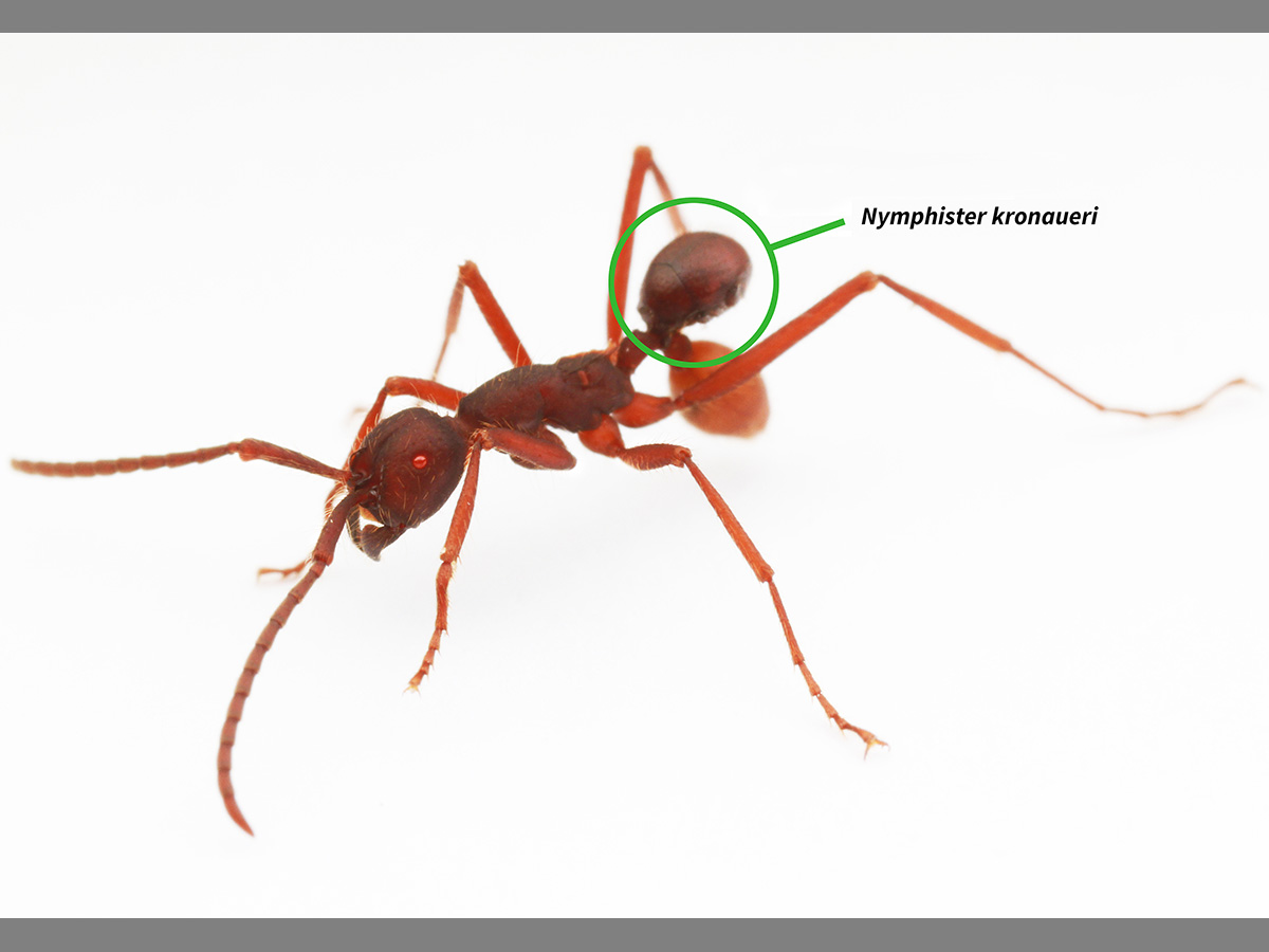 Mide 1,5 milímetros y tiene la forma y el color adecuado para posarse sobre las hormigas obreras