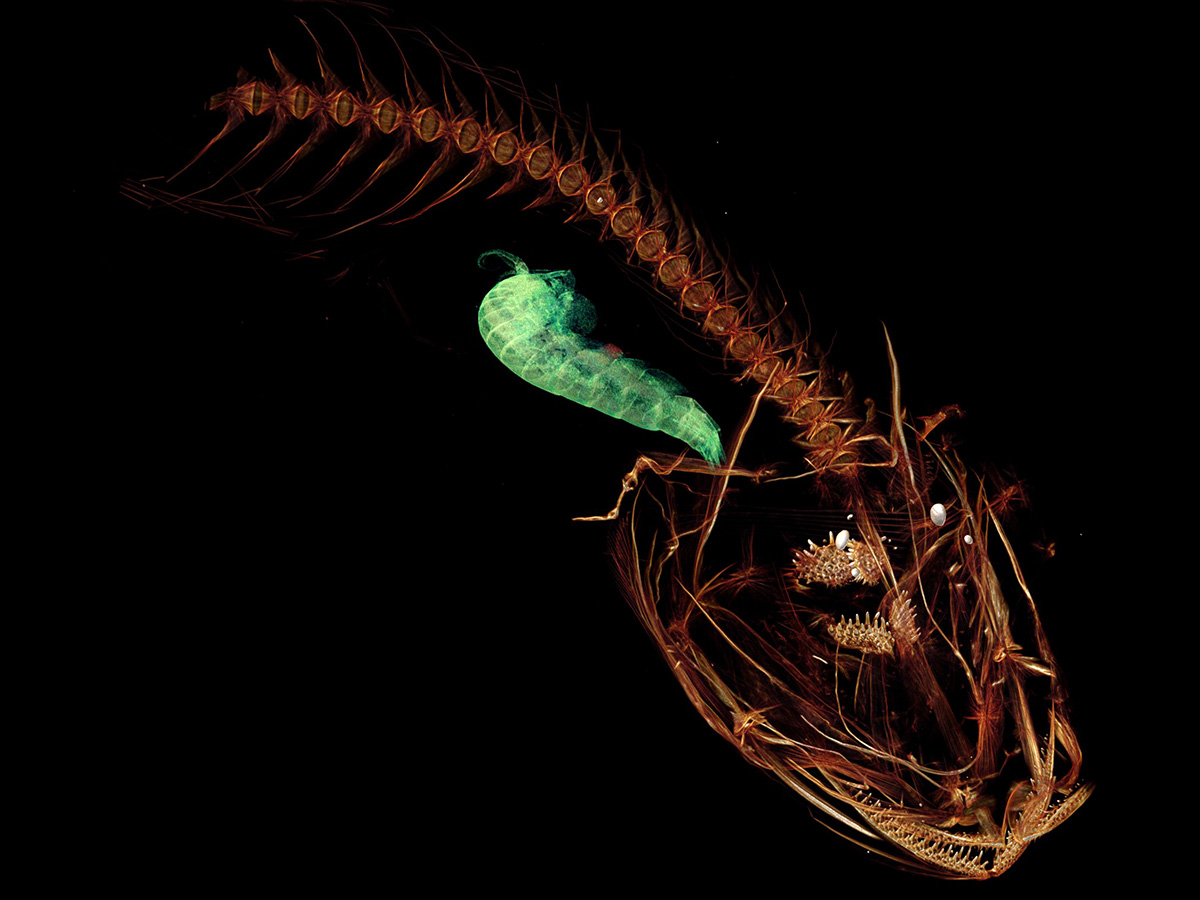 El Pseudoliparis swirei es el pez que más profundo habita en el océano, a casi 8 mil metros bajo el nivel del mar