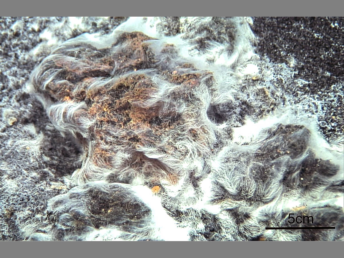 La erupción aumentó la temperatura del agua, limitó la cantidad de oxígeno e incrementó la de dióxido de carbono y sulfuro de hidrógeno, eliminando gran parte del ecosistema marino existente y creando nuevas especies, como el “pelo de Venus”