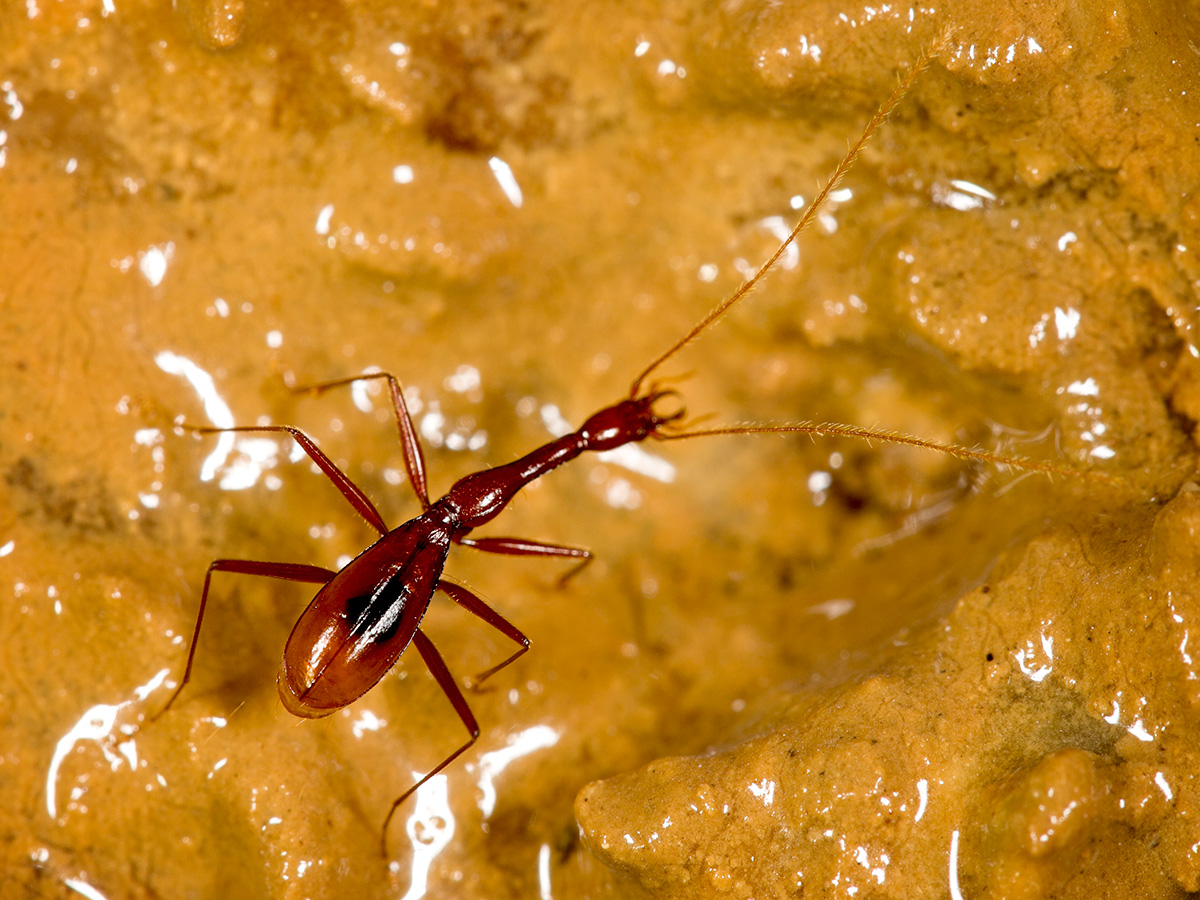 El Xuedytes bellus es un escarabajo que habita en la oscuridad de las cuevas de China