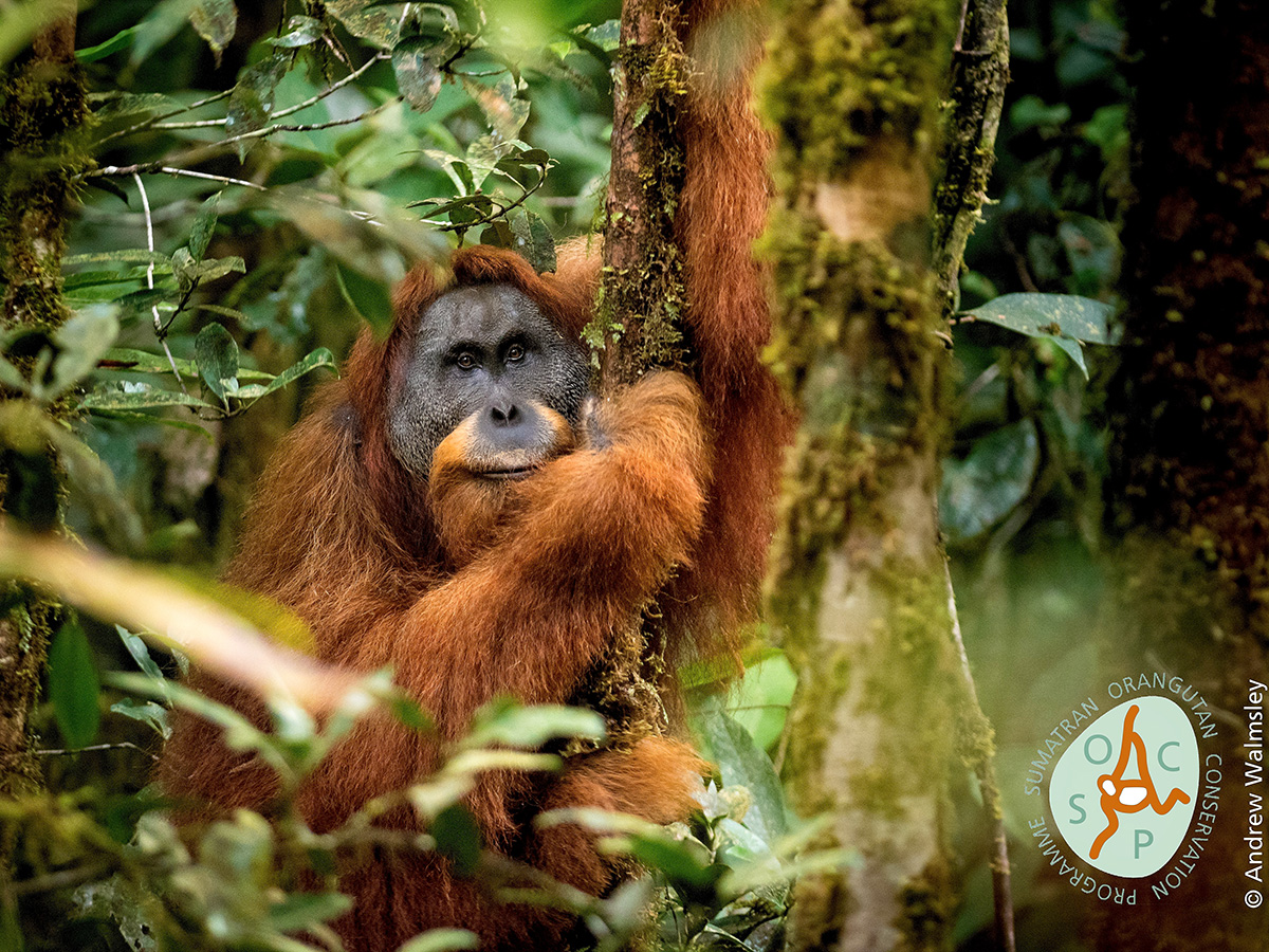 Un grupo internacional de investigadores examinó la evidencia genómica, morgométrica y conductual de estos animales y concluyó que este tipo de orangután es distinto a los que habitan al norte de Sumatra y Borneo