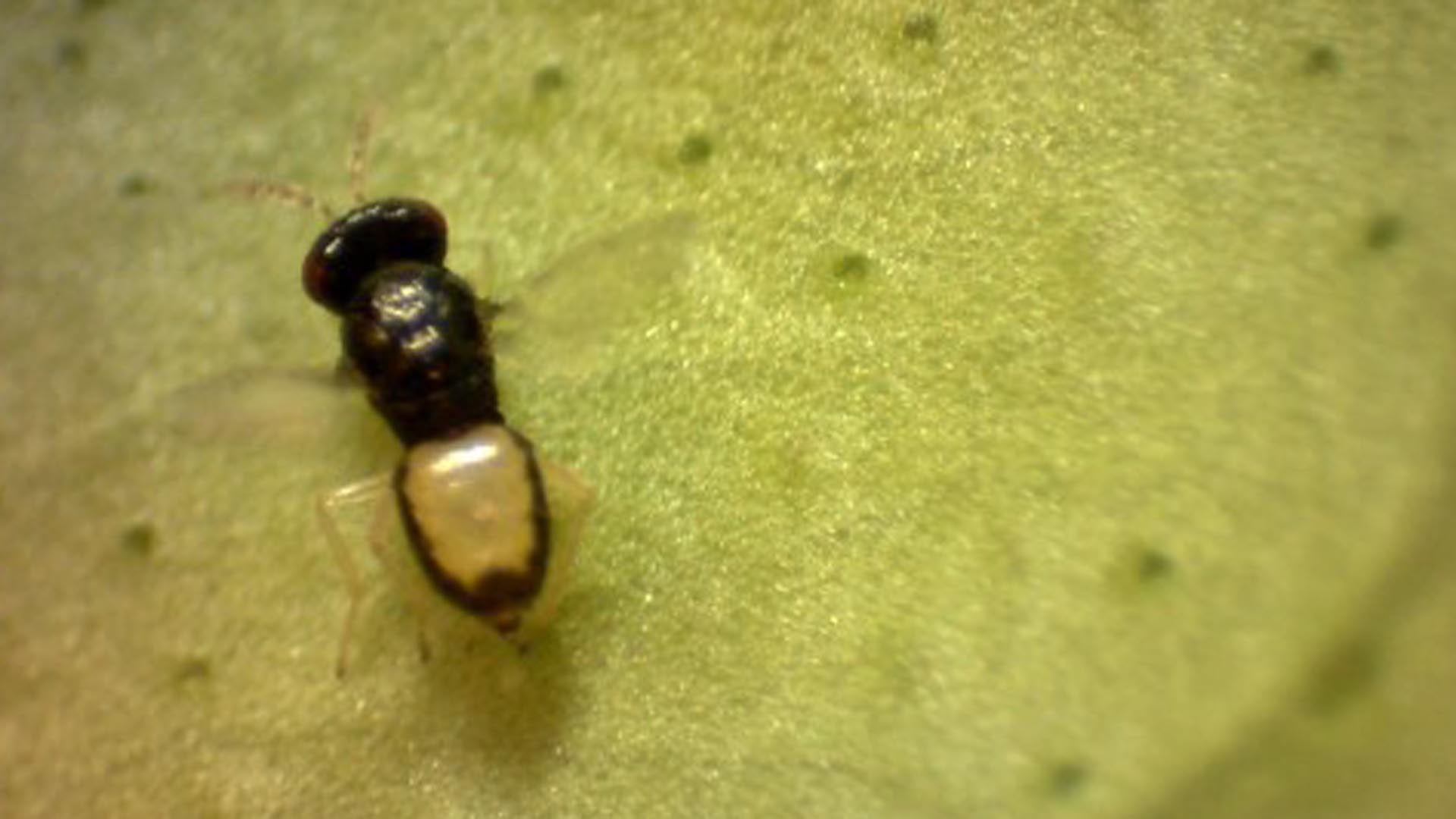Investigadores del Instituto Nacional de Tecnología Agropecuaria (INTA) avanzan en la cría de la Tamarixia radiata, un enemigo natural del vector de la enfermedad