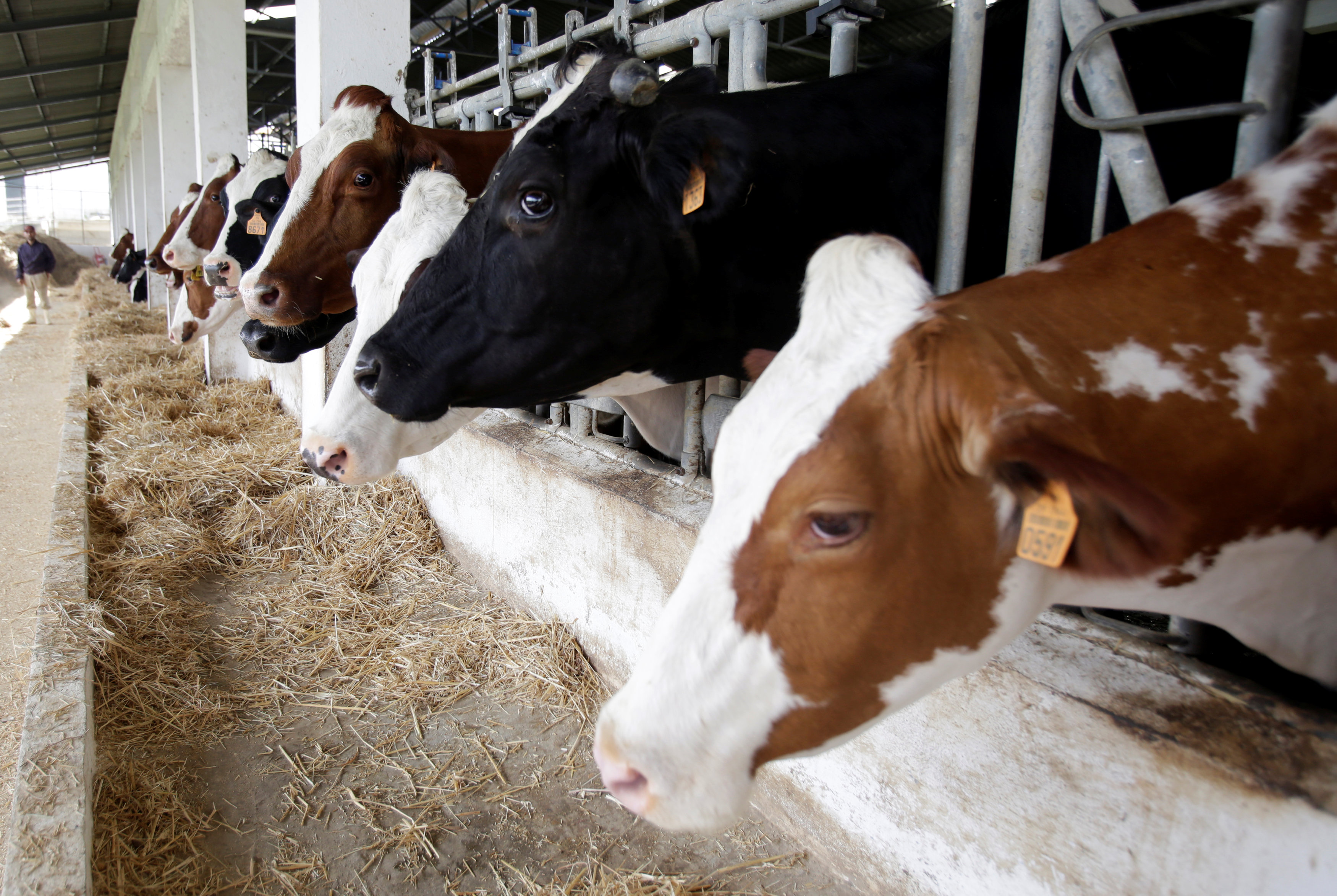 La edición génica puede producir profundas transformaciones en la industria biotecnológica agropecuaria