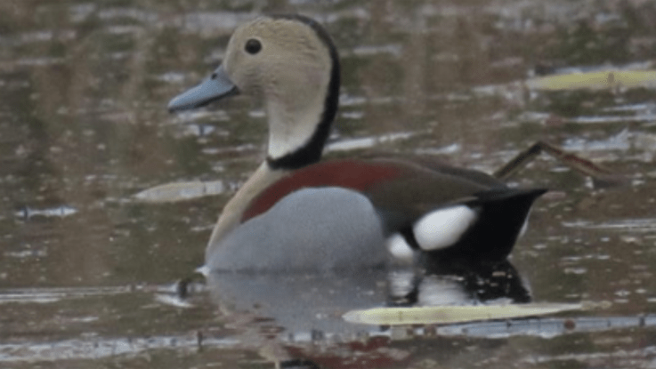 queremos salvar la laguna
