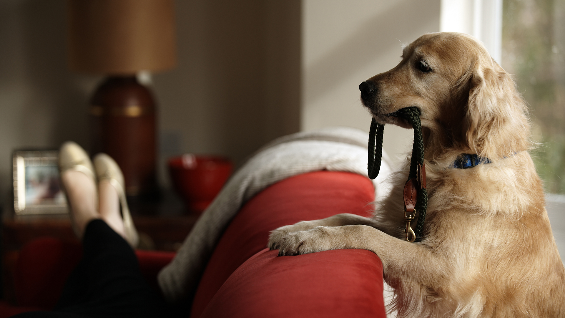 Los momentos de juego y actividades recreativas son esenciales para mantener el buen humor del animal (Getty Images)