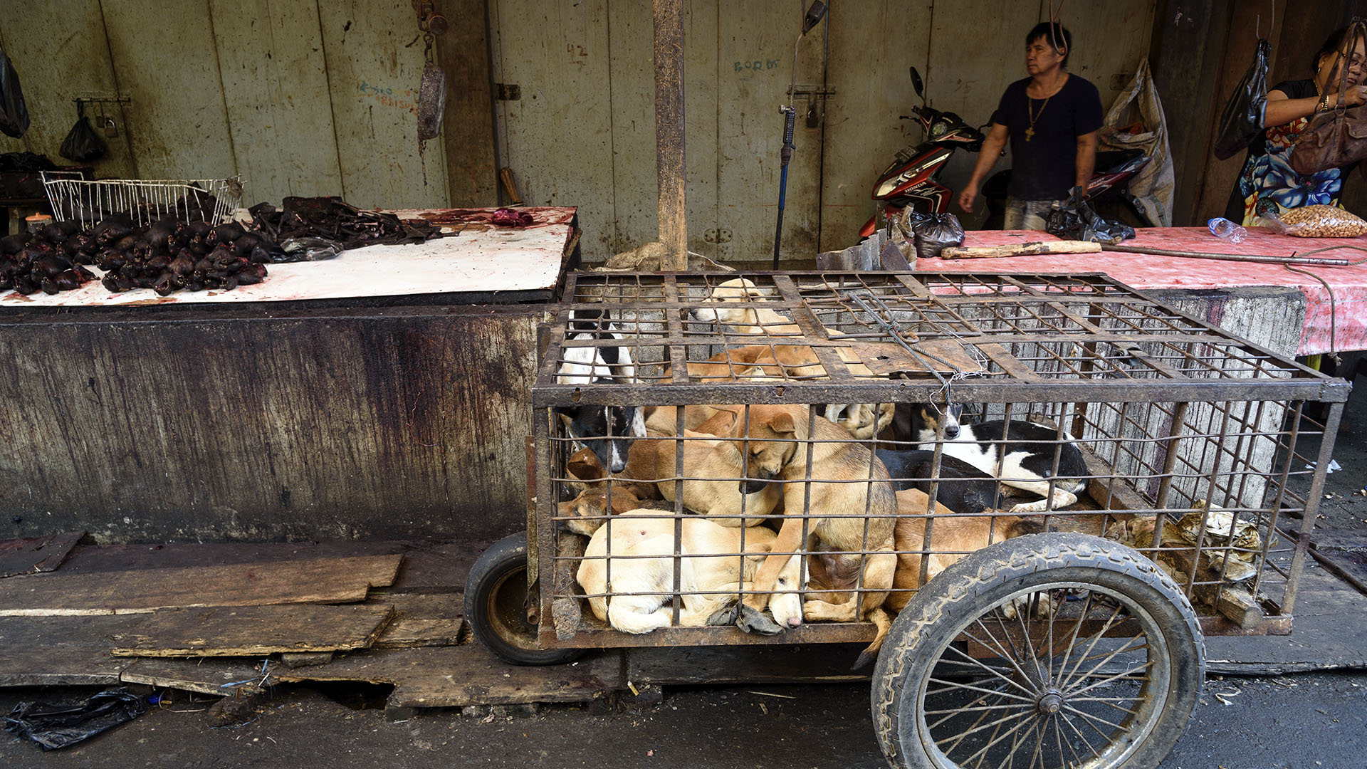Al comercio ilegal se suma la cacería furtiva y la comercialización ilegal de animales silvestres para coleccionistas y platillos exóticos (Getty)
