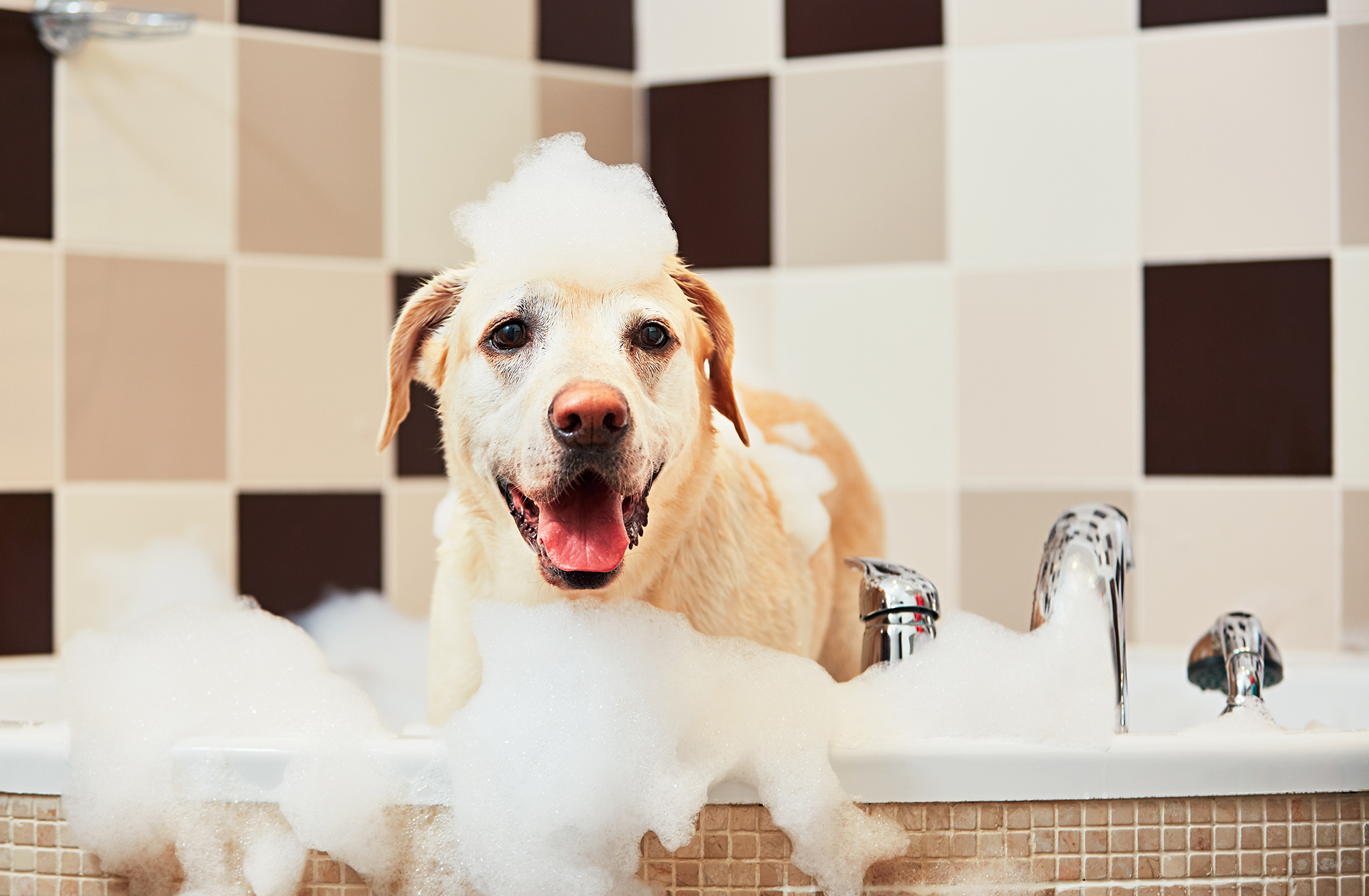 Los expertos sugieren que los baños comiencen por el cuerpo primero y por último la cabeza, ya que los perros tienden a temblar una vez que tienen la cabeza mojada (Getty Images)