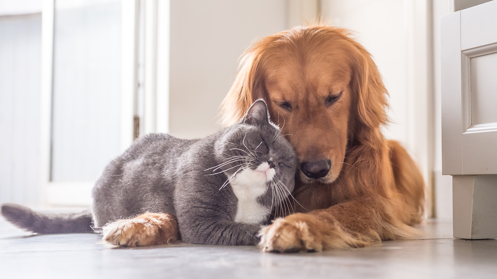 Al igual que en la vida de los humanos, las mascotas deben ir periódicamente al veterinario (Getty Images)