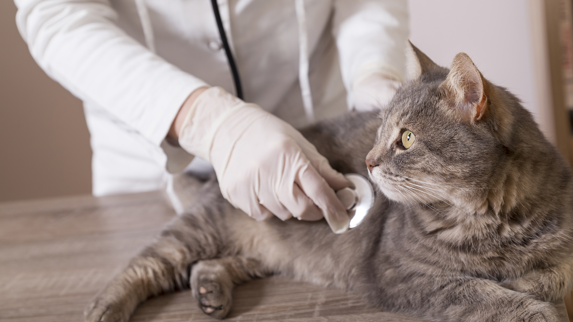La gripe felina posee los síntomas más comunes como el estornudo que parecen indicar un resfrío, sin embargo, es lo contrario (Getty Images)