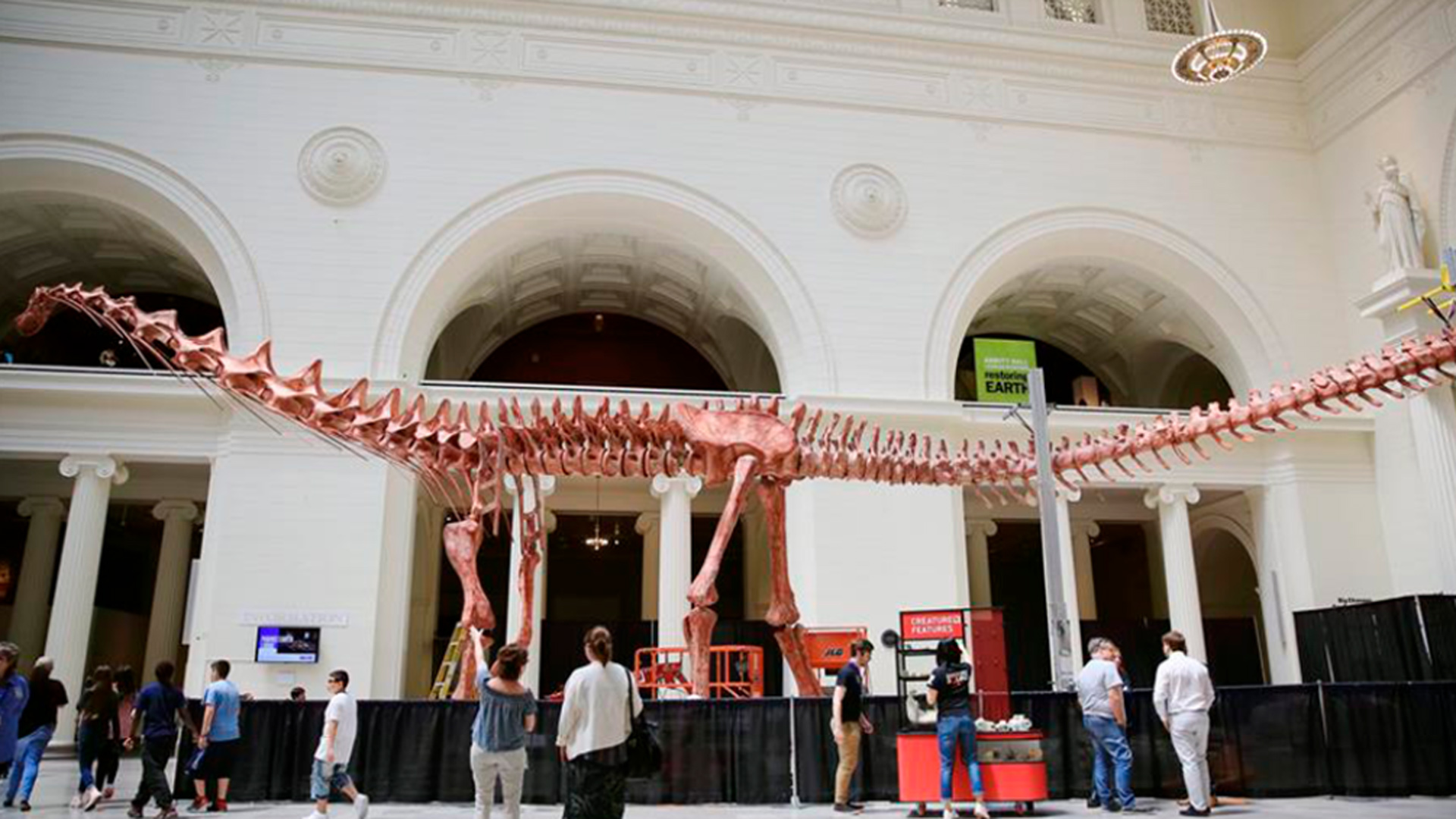 El tamaño del Patagotitan mayorum era de casi 40 metros de largo, su cuello 12 metros y pesaba 70 toneladas