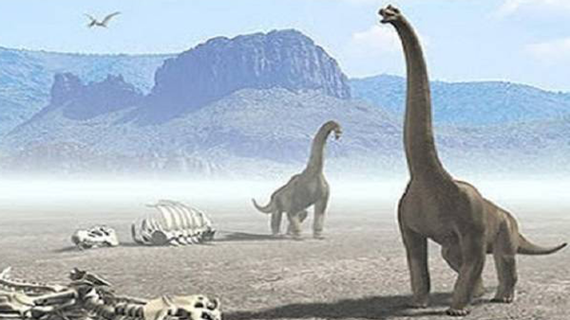 El dinosaurio asombra por su desarrollado gigantismo extremo