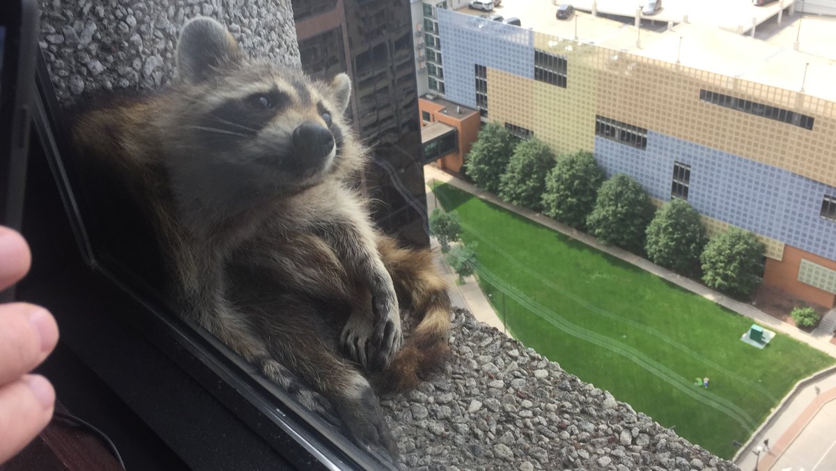 â€œEstÃ¡ en la cornisa de nuestro piso. Parece que va bien. Nos han dicho que el edificio tiene trampas para atrapar animales vivos y que estÃ¡n tratando de que llegue allÃ­. Tendremos que mantener los dedos cruzadosâ€, tuiteÃ³ Paige Donnelly, de una oficina de abogados ubicada en el edificio, tuiteÃ³ Sheila Donnelly-Coyne