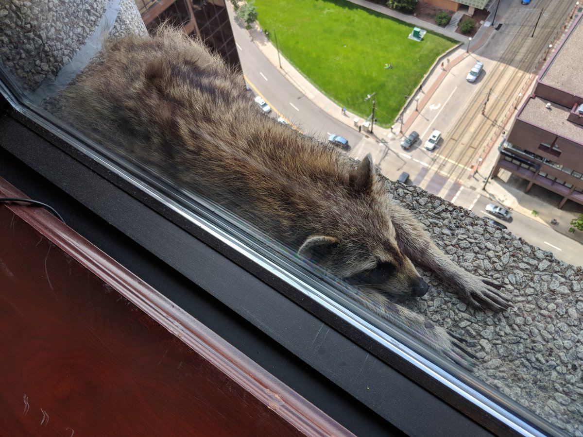 Un mapache que se quedÃ³ varado el martes en la cornisa de un edificio en St. Paul, Minnesota