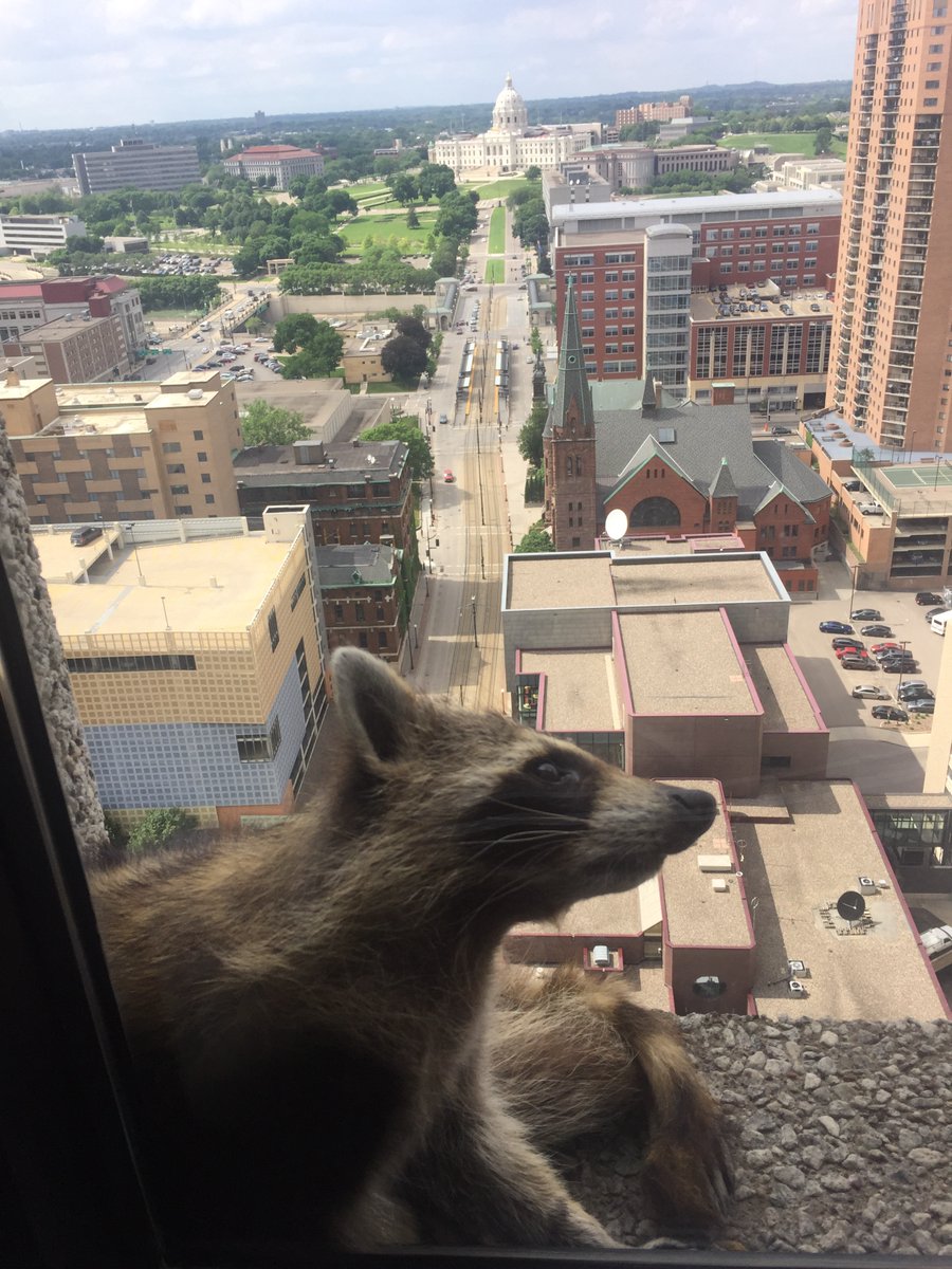 Mapache escala edificio en Minnesota y causa sensaciÃ³n